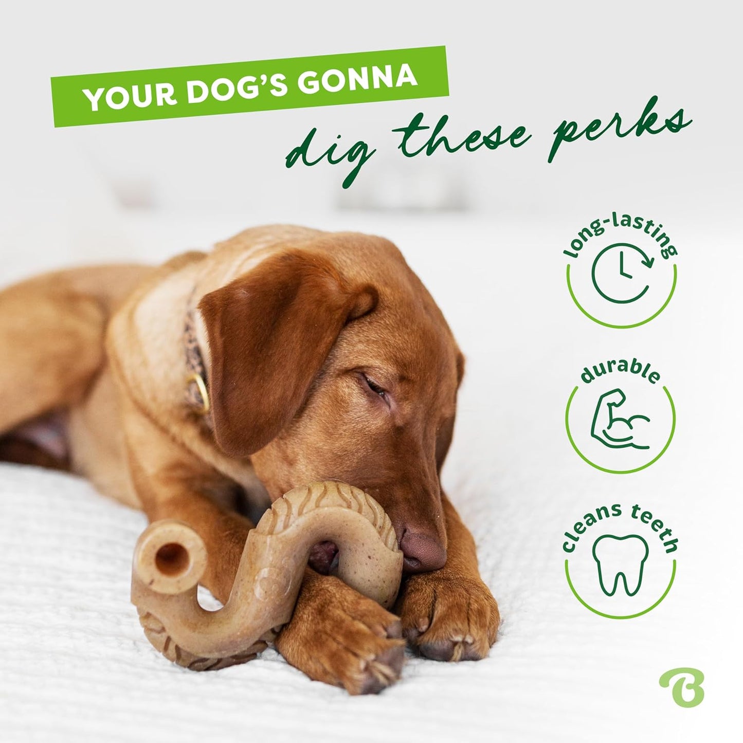 A brown dog chews on the Benebone Tripe Bone with a paw-friendly grip while lying on a white bed. Text reads, “Your dog’s gonna dig these perks,” noting it’s long-lasting, durable, and helps clean teeth.