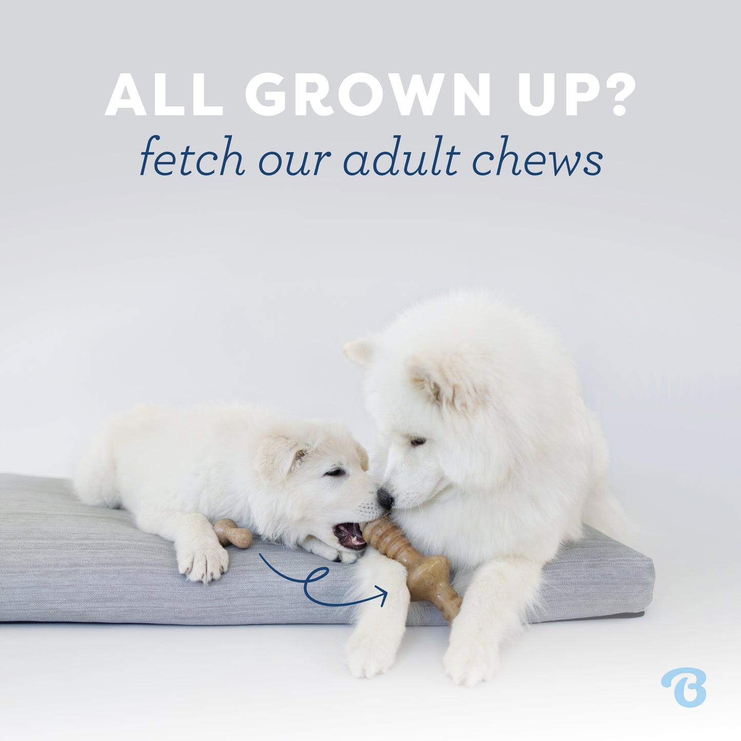 All grown up? Fetch our adult chews. Samoyed puppy chewing on adult-sized Benebone zaggler on a dog bed.