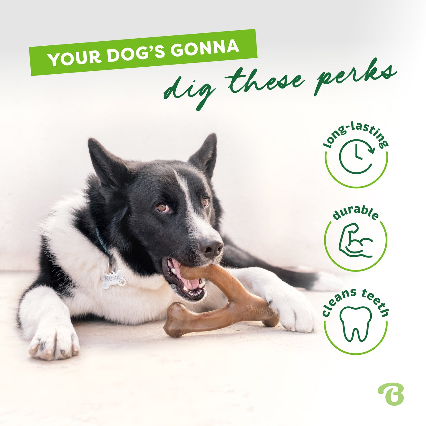 A black and white dog chews on a Benebone Wishbone Trio. Text reads: Your dogs gonna dig these perks—long-lasting, durable, cleans teeth—with playful icons. The bright scene features a green and white color scheme.