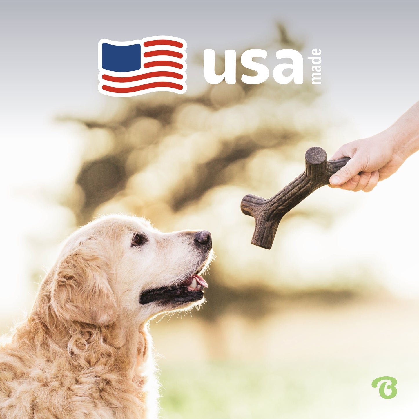 USA made. Labrador Retriever looking at a Benebone maplestick patiently.