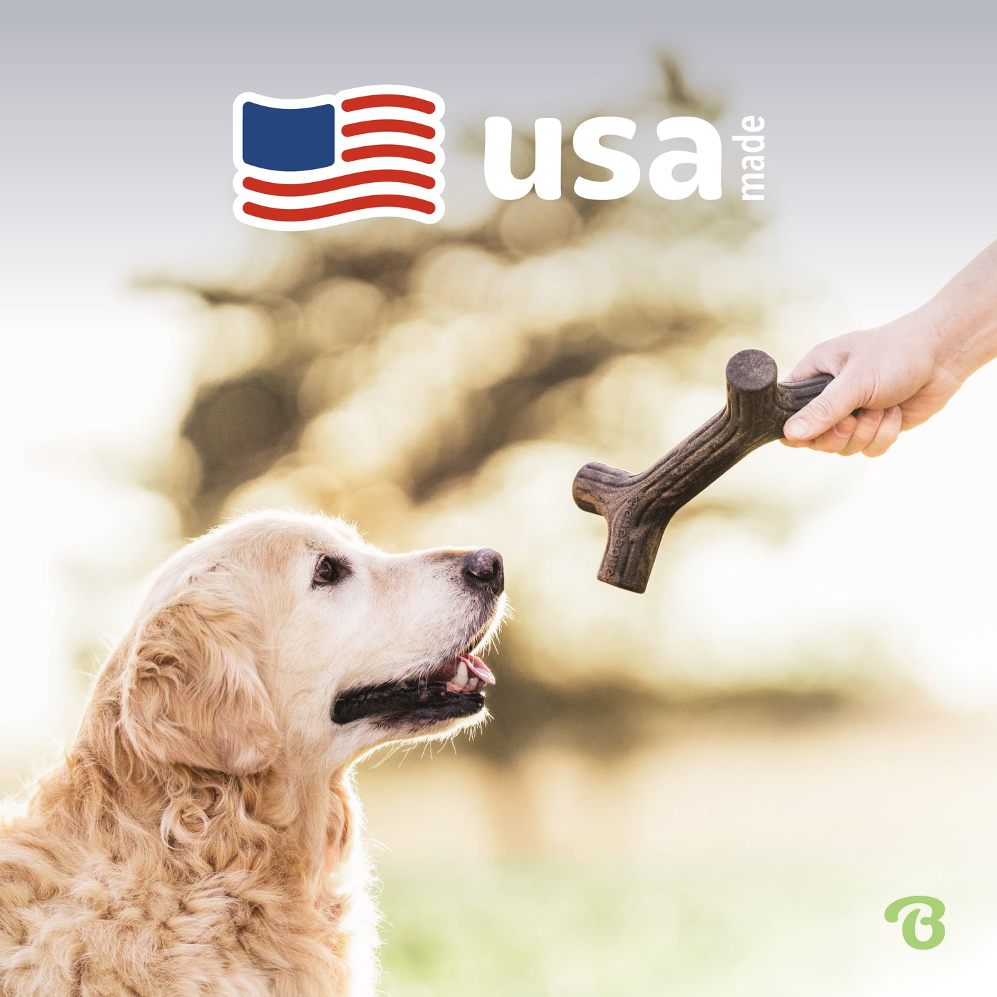 USA made. Labrador Retriever looking at a Benebone maplestick patiently.