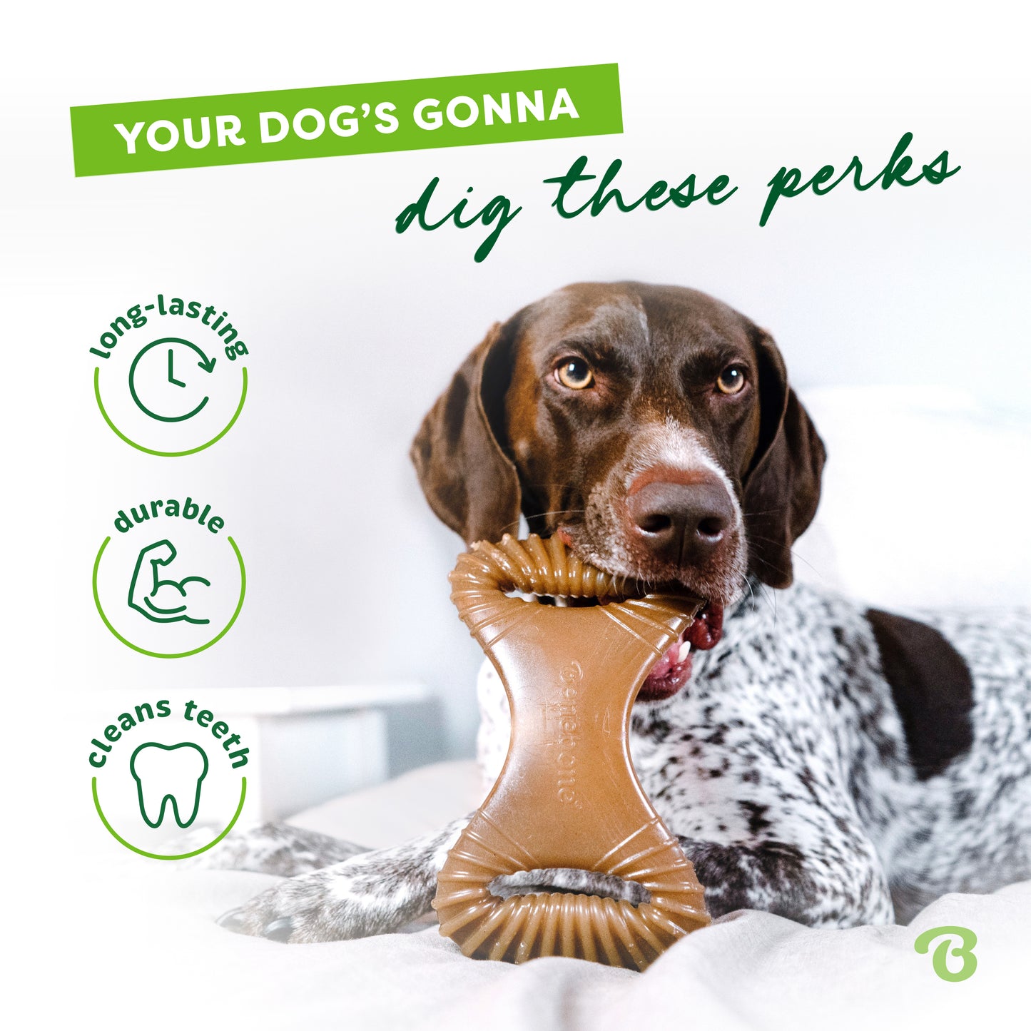 Your dog's gonna dig these perks. Long-lasting, durable, cleans teeth. English Setter laying down chewing on a Benebone dental chew.