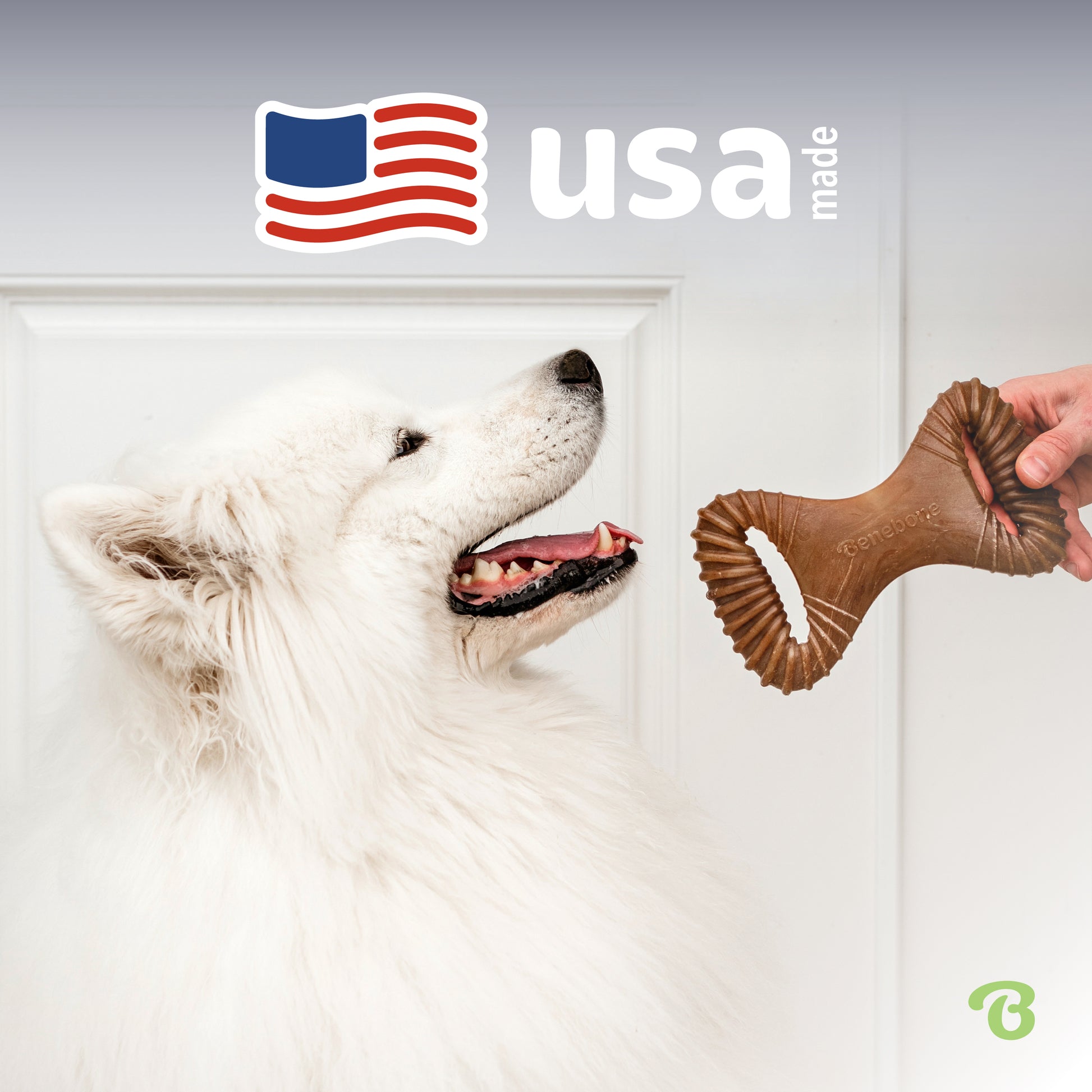 USA made. Samoyed sitting patiently waiting for a Benebone dental chew.