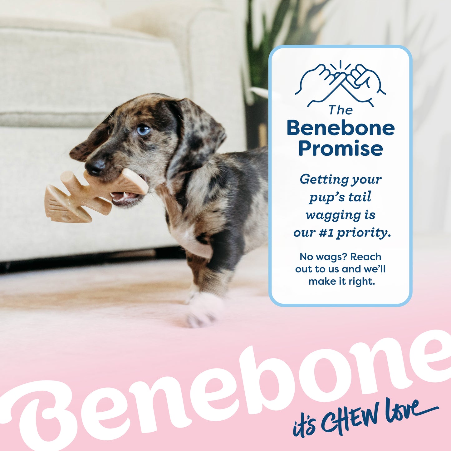 The Benebone promise. Getting your pup's tail wagging is our #1 priority. No wags? Reach out to us and we'll make it right. Catahoula Leopard puppy carrying a Benebone fishbone. Benebone it's chew love.