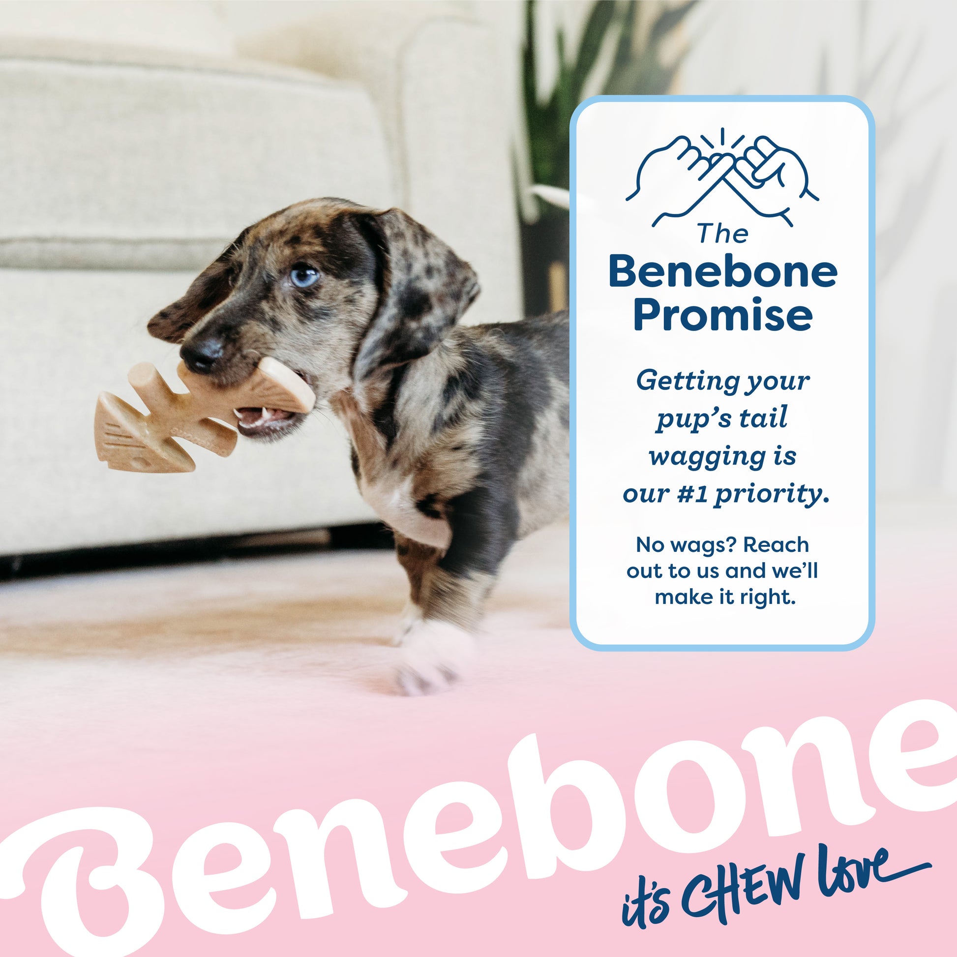 The Benebone promise. Getting your pup's tail wagging is our #1 priority. No wags? Reach out to us and we'll make it right. Catahoula Leopard puppy carrying a Benebone fishbone. Benebone it's chew love.