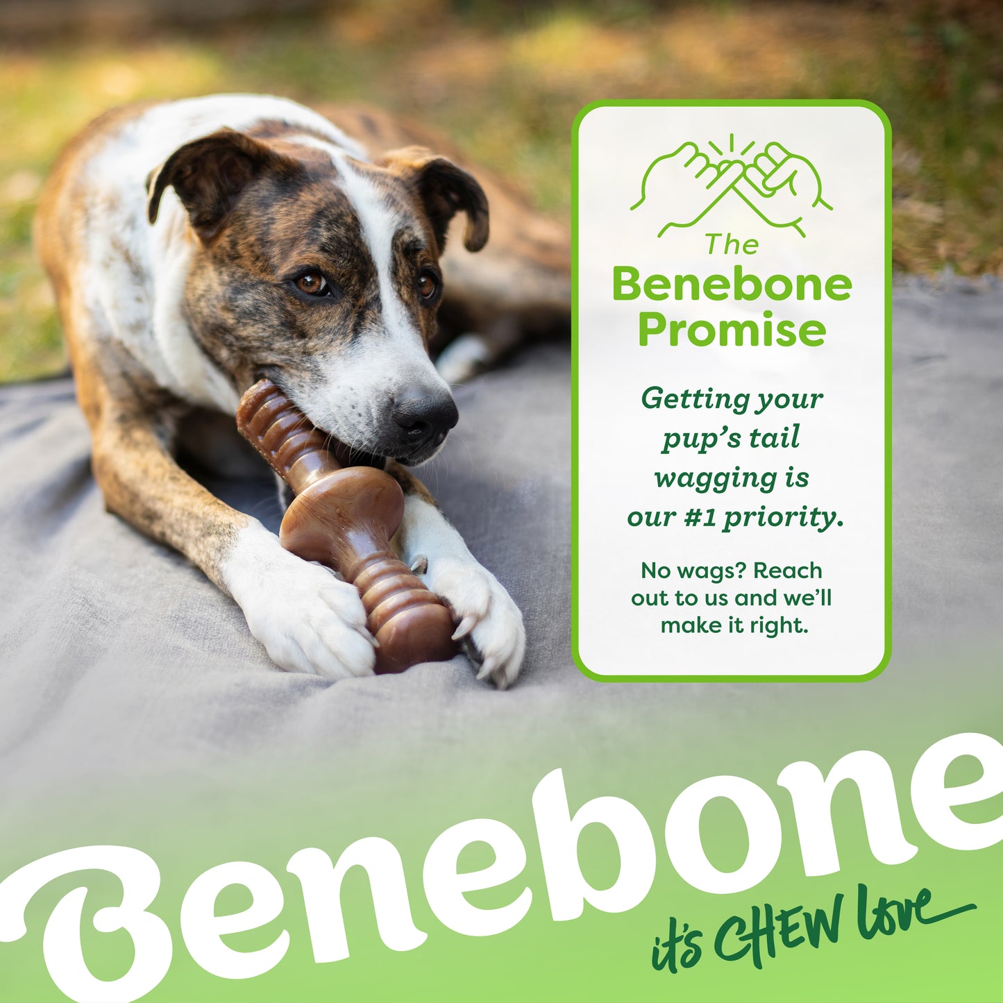 The Benebone promise. Getting your pup's tail wagging is our #1 priority. No wags? Reach out to us and we'll make it right. Catahoula Leopard on a blanket outside chewing on a Benebone zaggler. Benebone it's chew love.