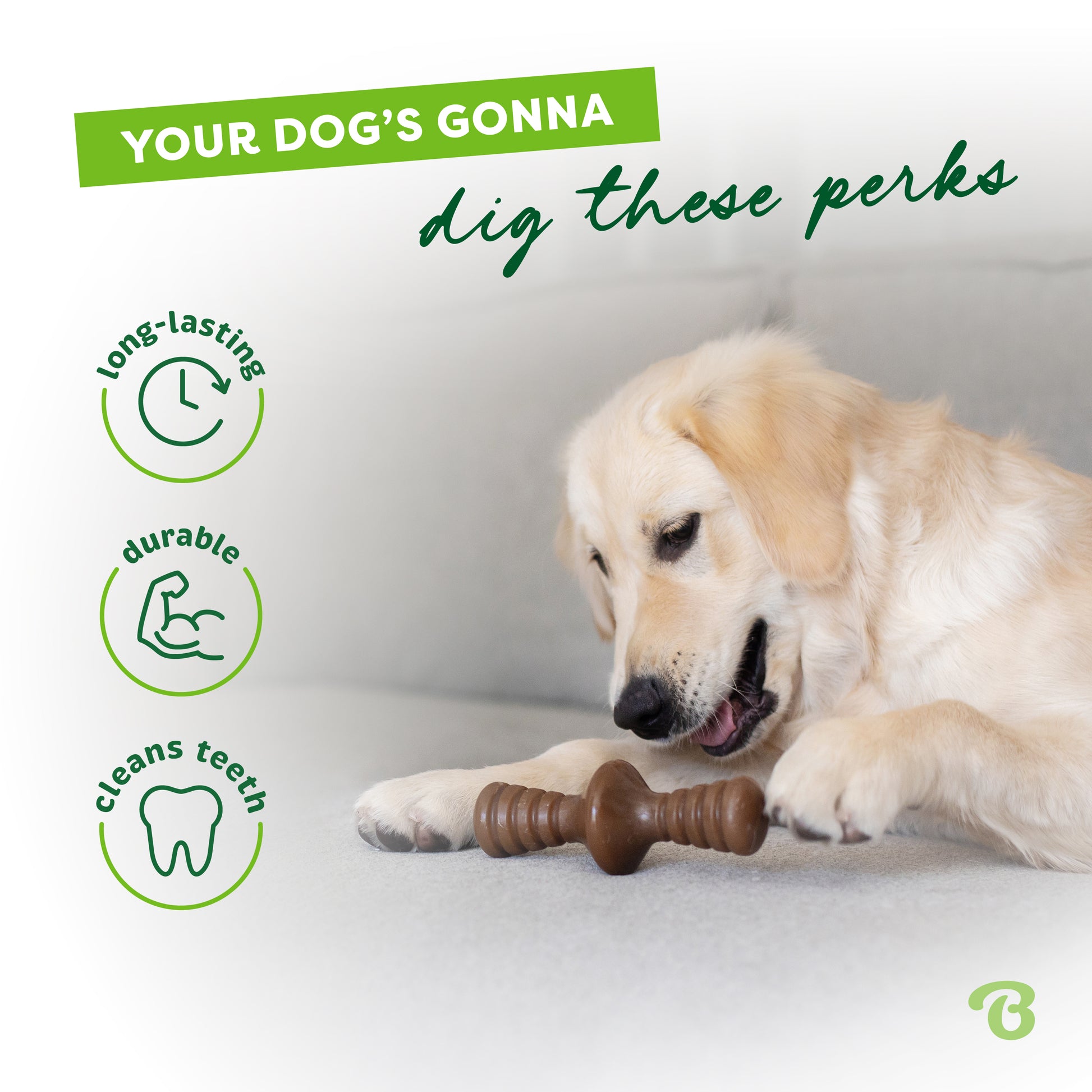 Your dog's gonna dig these perks. Long-lasting, durable, cleans teeth. Labrador Retriever playing with a Benebone zaggler on the couch.