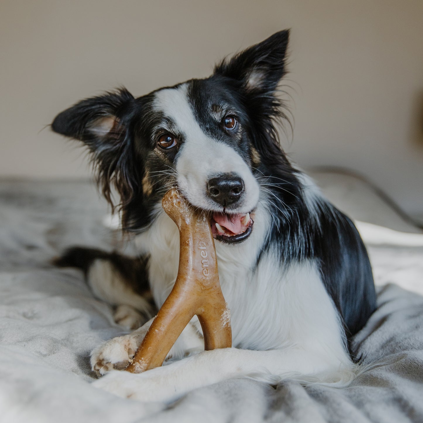 Giant Bacon Wishbone Benebone with dog