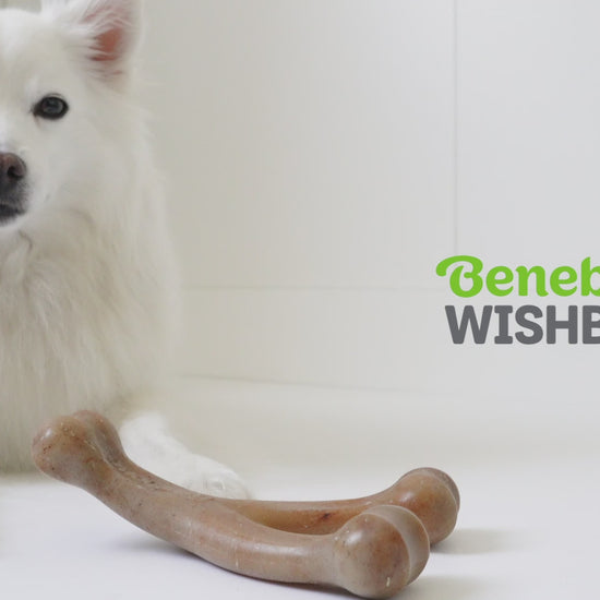 Wishbone Benebone Video with Music Only no Voice