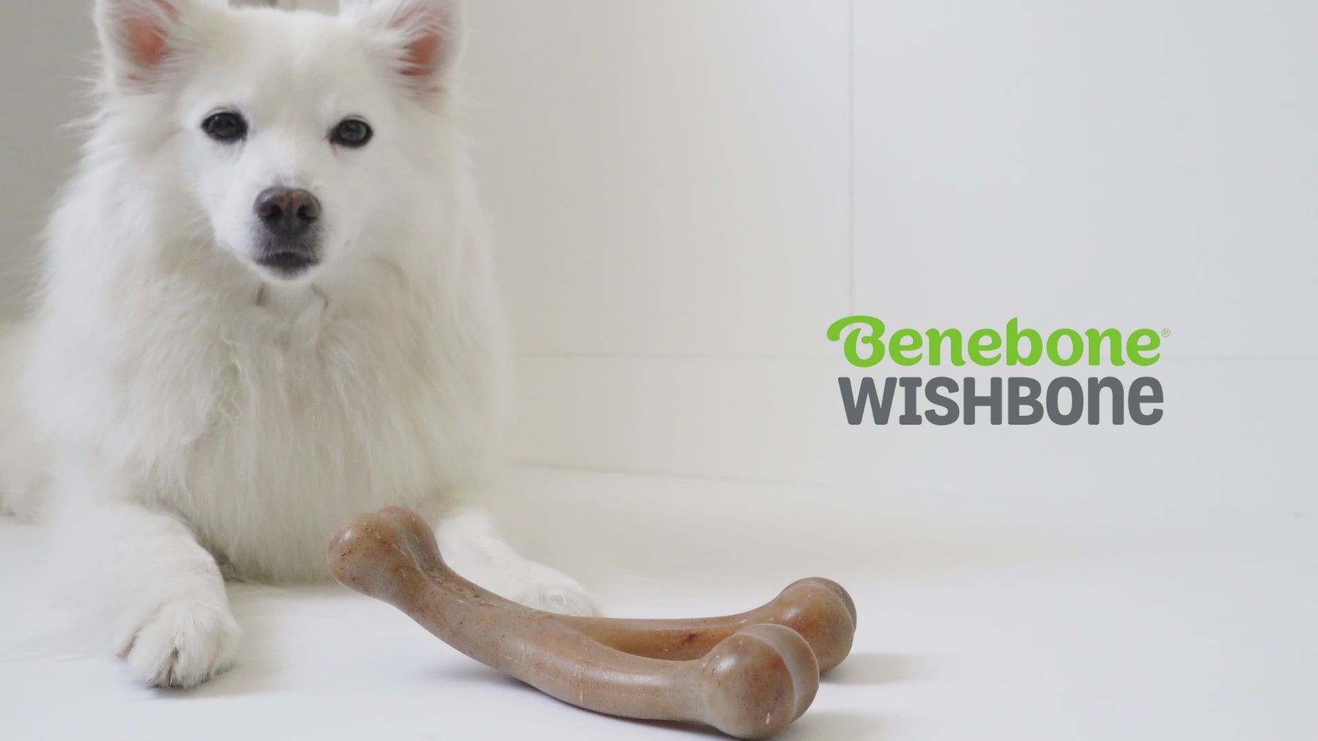 Wishbone Benebone Video with Music Only no Voice. Video shows dogs interacting with Benebones. Text in video reads as: Benebone Wishbone. irresistible, real flavors bacon, peanut butter, chicken. Real Pieces of Chicken! Paw-Friendly Grip. Long-lasting fun. Stay Playful Benebone