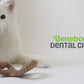 Benebone dental chew video with music only no talking