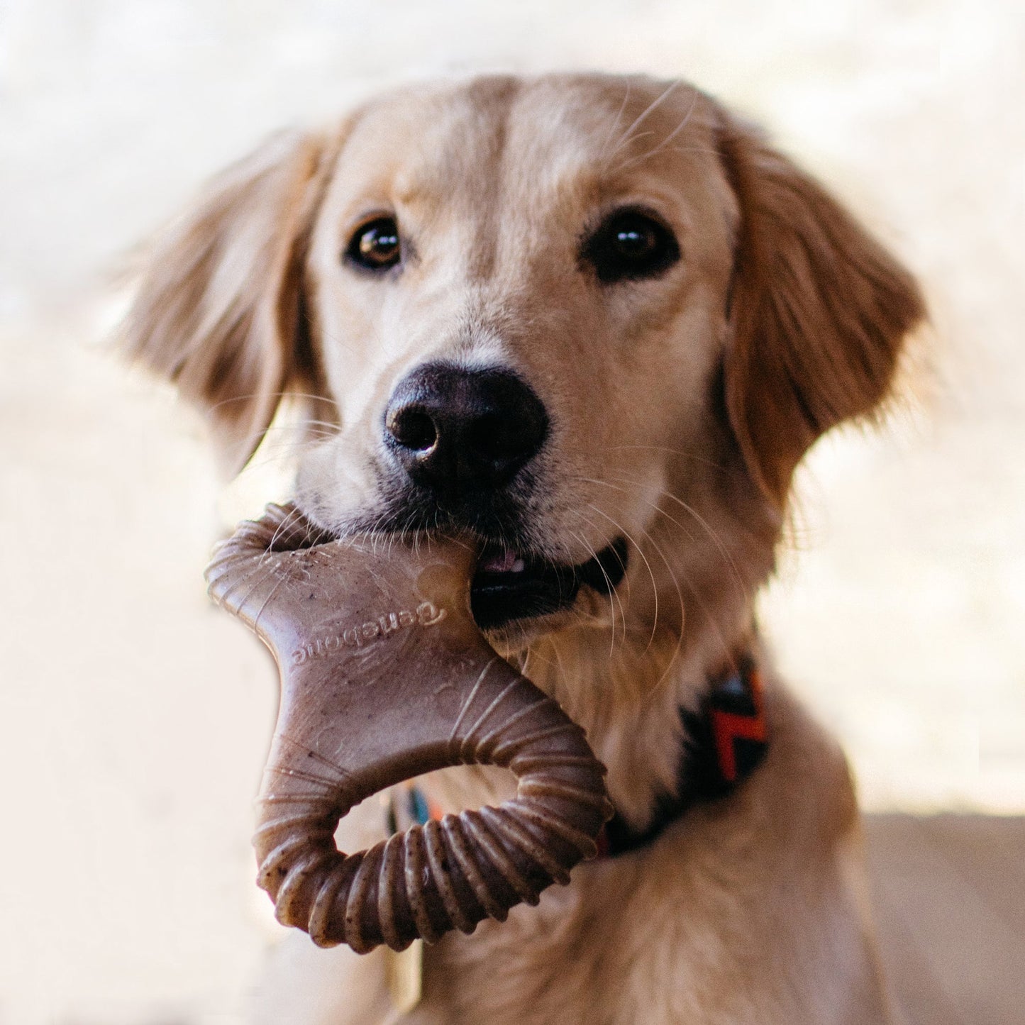 Dog with Dental Chew Benebone