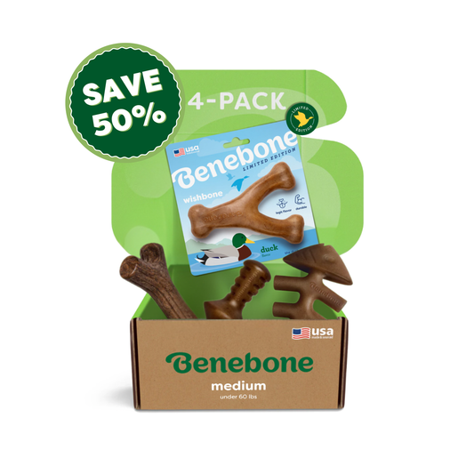 Benebone Limited Edition Chew Collection 4-pack box, with a Save 50% badge. Packaging shows Benebone logo, medium (under 60 lbs), and a duck-flavored Wishbone chew toy image.