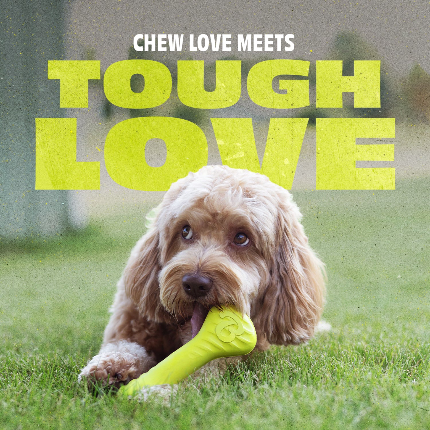 Chew Love Meets Tough Love: A Doodle Sits in the Grass with the Benebone Bounce Bone Between its Paws.