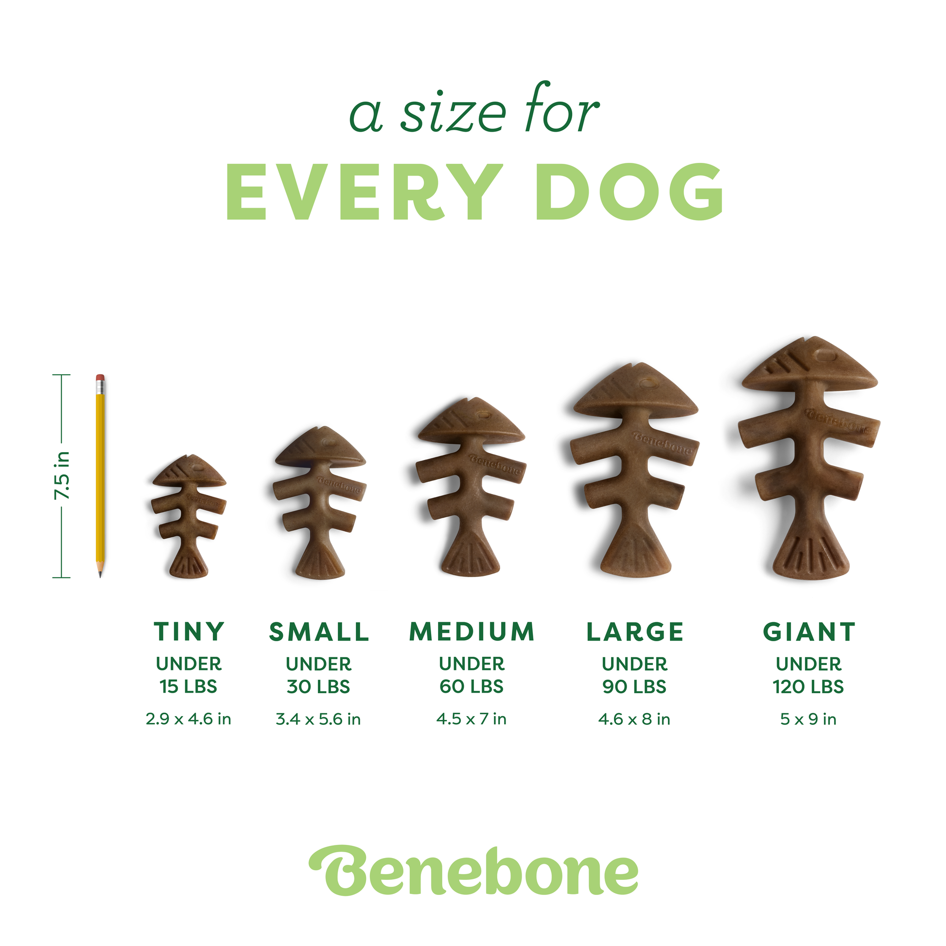 Five durable Benebone Fishbone chews, shaped like fishbones in increasing sizes from Tiny to Giant, are lined up by a pencil for scale with weight and size details. These flavorful toys provide lasting chewing fun for any pup.