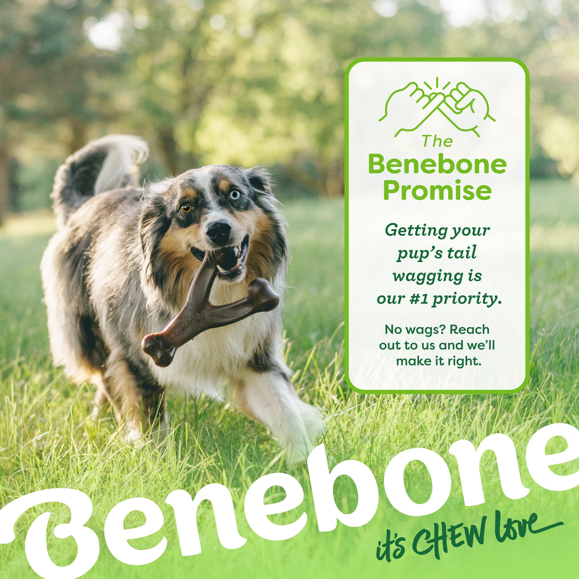 An Australian Shepherd runs on grass with Benebone’s Chew & Fetch Duo in its mouth. Text: The Benebone Promise—your pup’s tail wagging is our #1 priority. No wags? Contact us and we’ll make it right.
