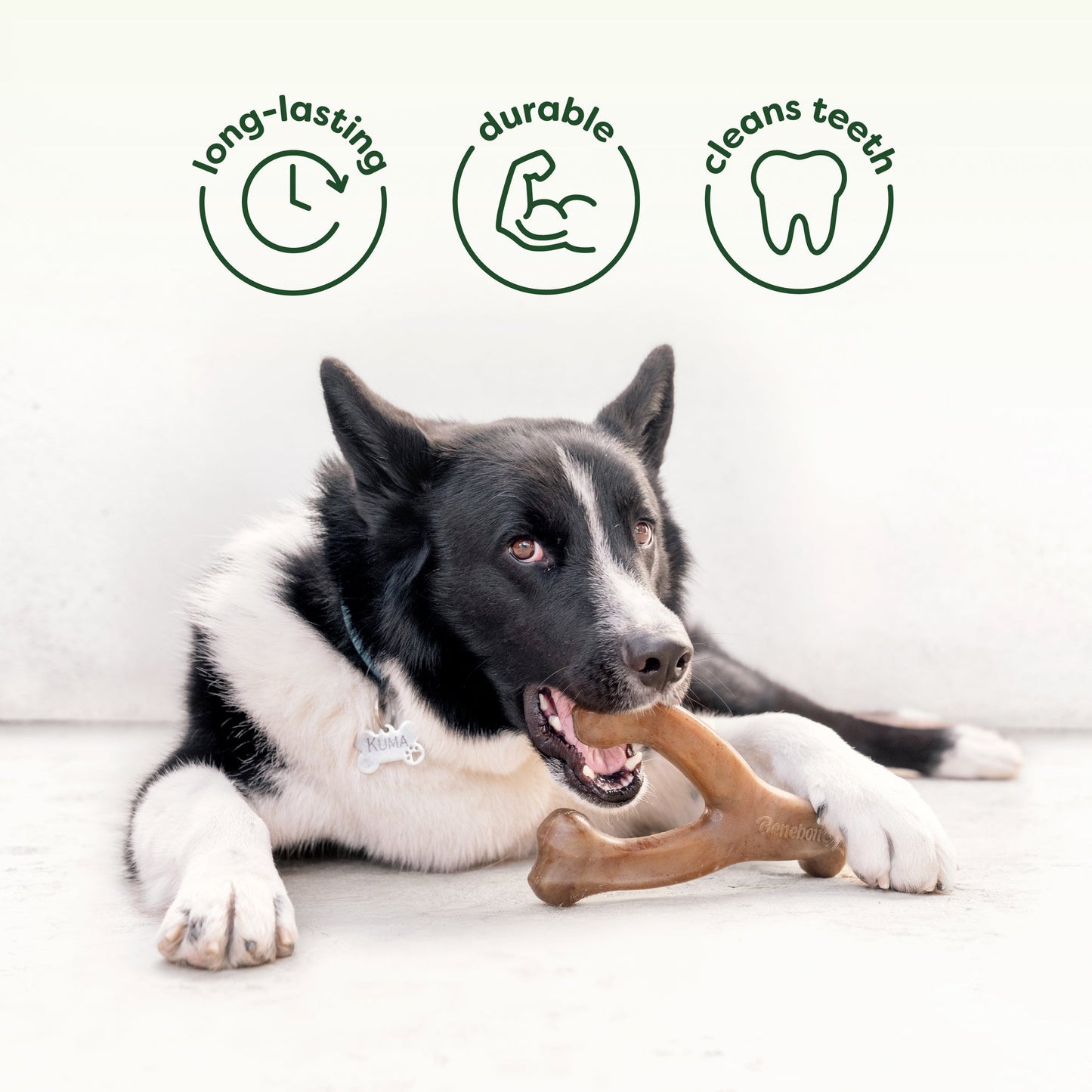 A black and white dog lies on the floor, chewing a Benebone Chew & Challenge Duo (2-Pack) toy. Above, icons and text read: long-lasting, durable, and cleans teeth—each shown with a matching graphic.