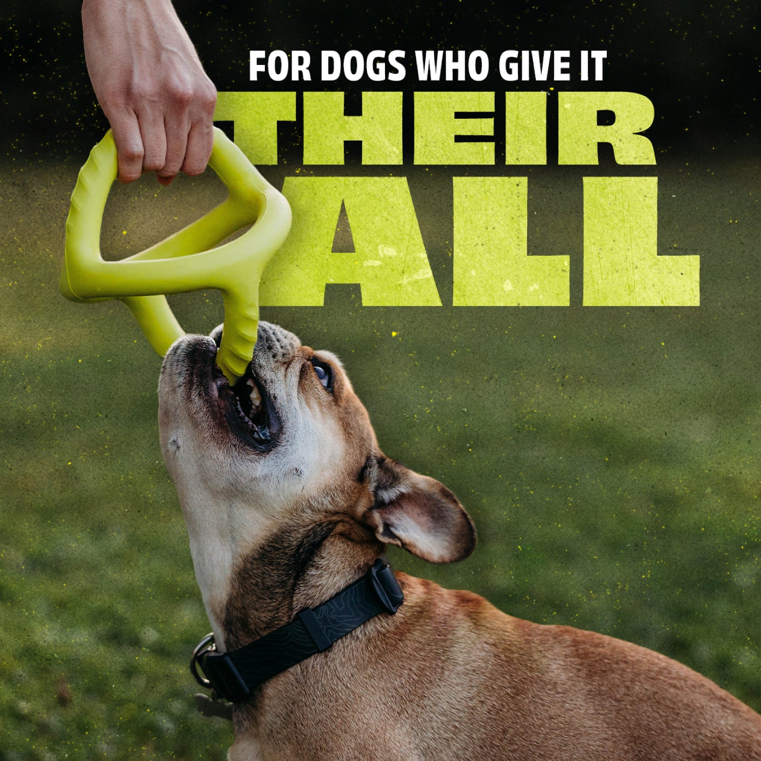 A brown and white dog tugs on a Benebone Chew & Tug Duo (2-Pack) durable chew toy held by a persons hand, with bold text above reading For dogs who give it their all. The background is grassy and blurred.