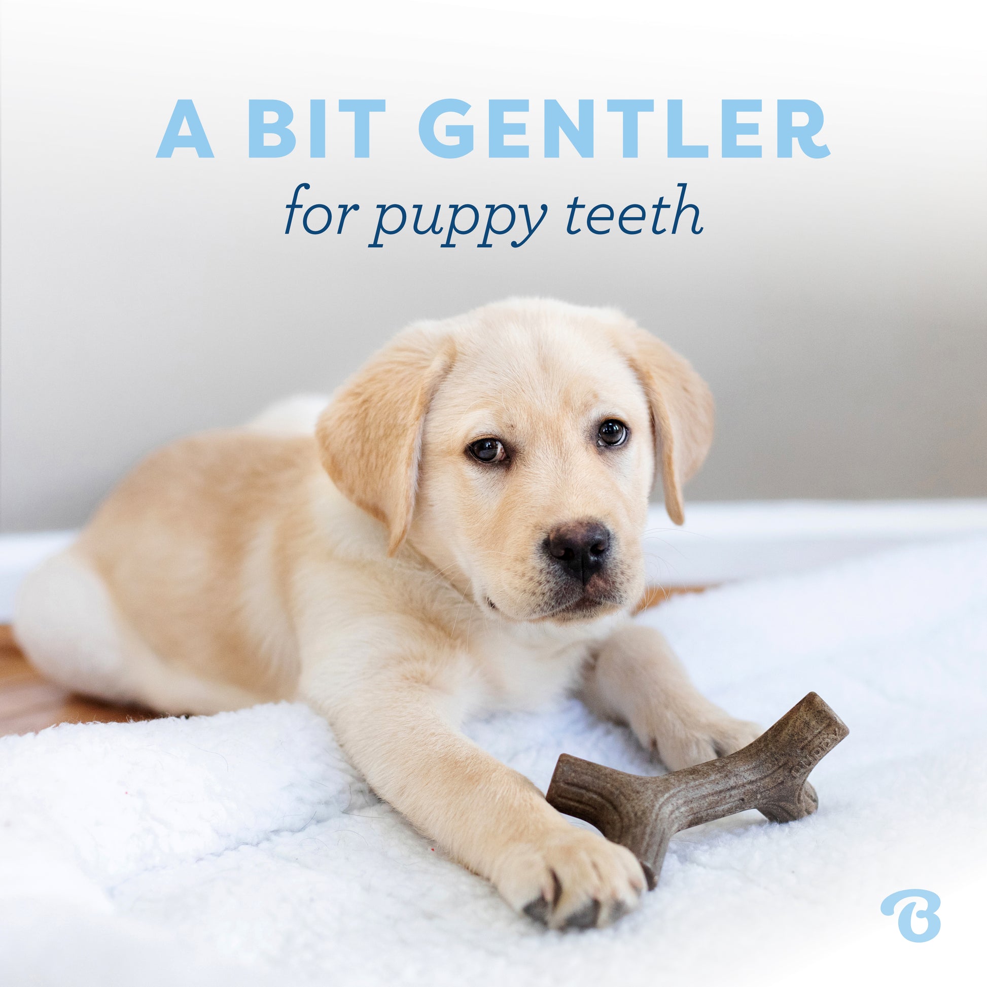 A bit gentler for puppy teeth. Labrador Retriever puppy and a Benebone maplestick.