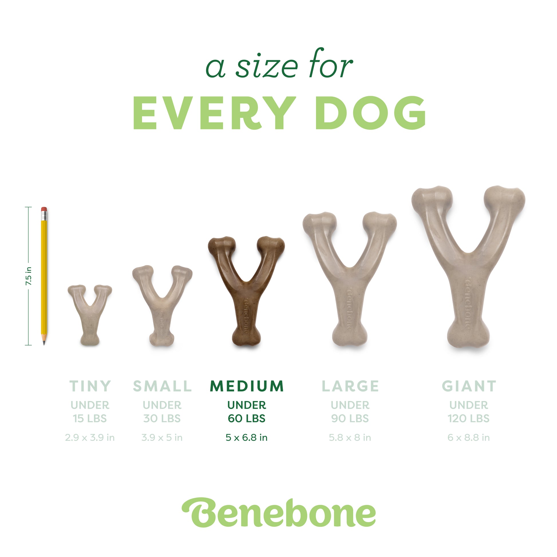 Five Benebone Wishbone Trio chew toys, shown in sizes tiny to giant for different dog weights, are displayed from left to right with a pencil for scale. These durable toys are made by Benebone.
