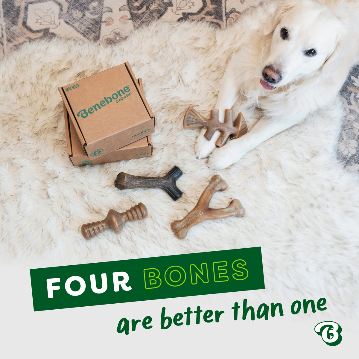 A white dog lies on a rug with the Benebone Limited Edition Venison Chew Collection (4-Pack). Text reads: Four bones are better than one.