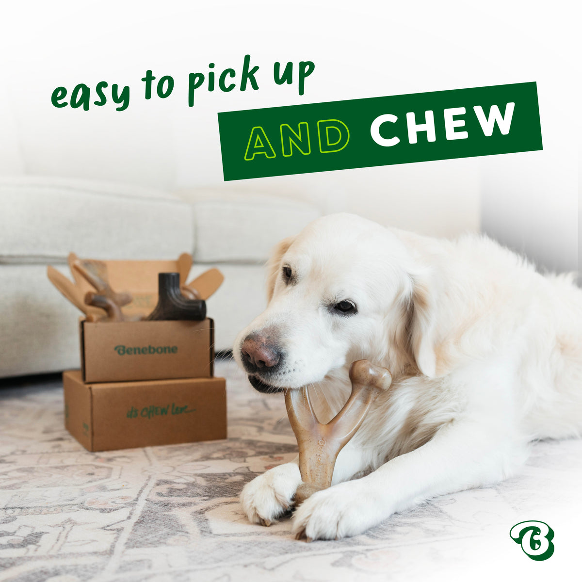A white dog lies on a rug, chewing on one of its Benebone Limited Edition Venison Chew Collection (4-Pack) toys. Behind the dog are two cardboard boxes and more durable Benebone dog toys. Text reads, easy to pick up AND CHEW.