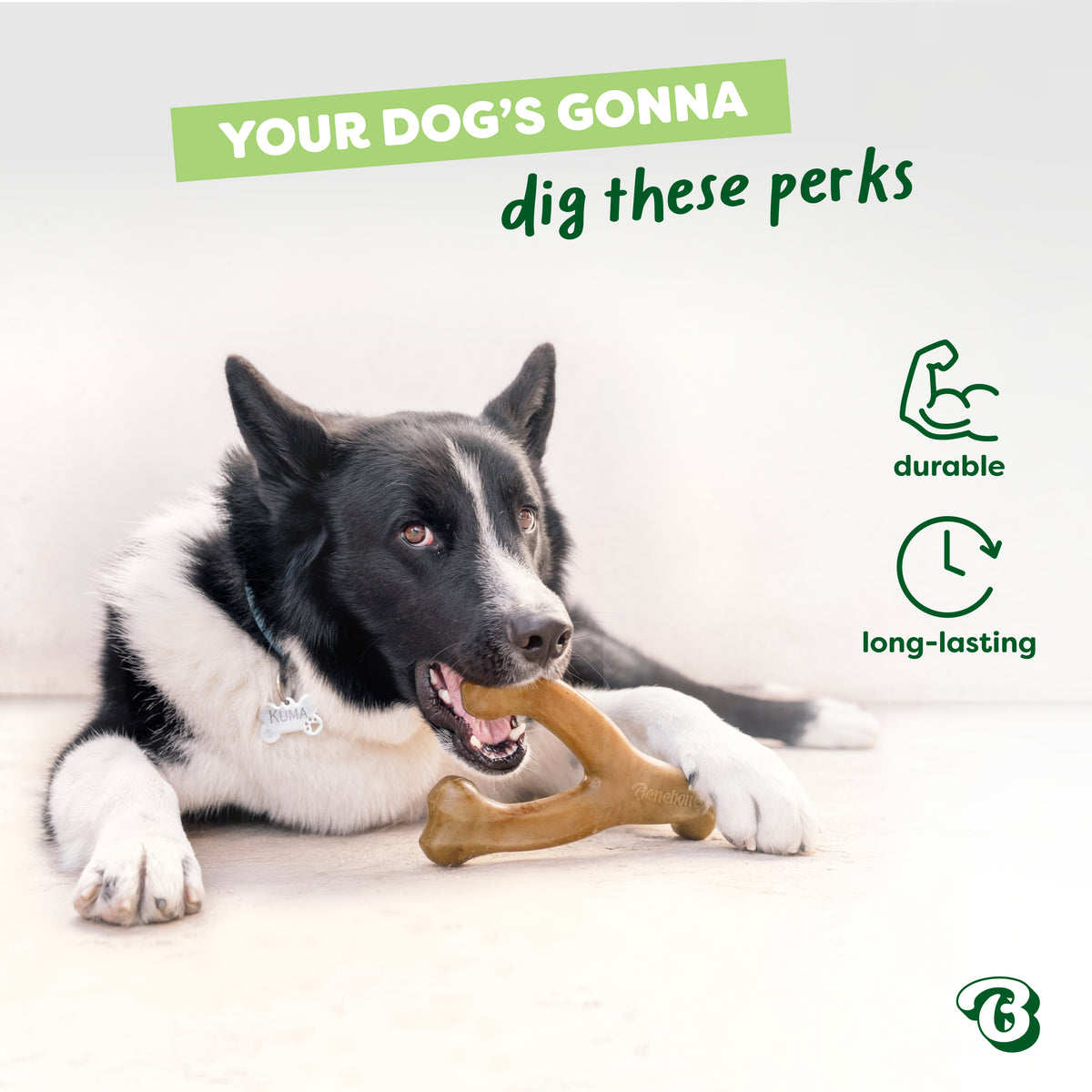 A black and white dog lies on a light surface, chewing a bone. Text reads, Your dog’s gonna dig these perks with icons and words: durable and long-lasting Limited Edition Venison Chew Collection (4-Pack) by Benebone. A logo with a stylized dog is in the bottom right.