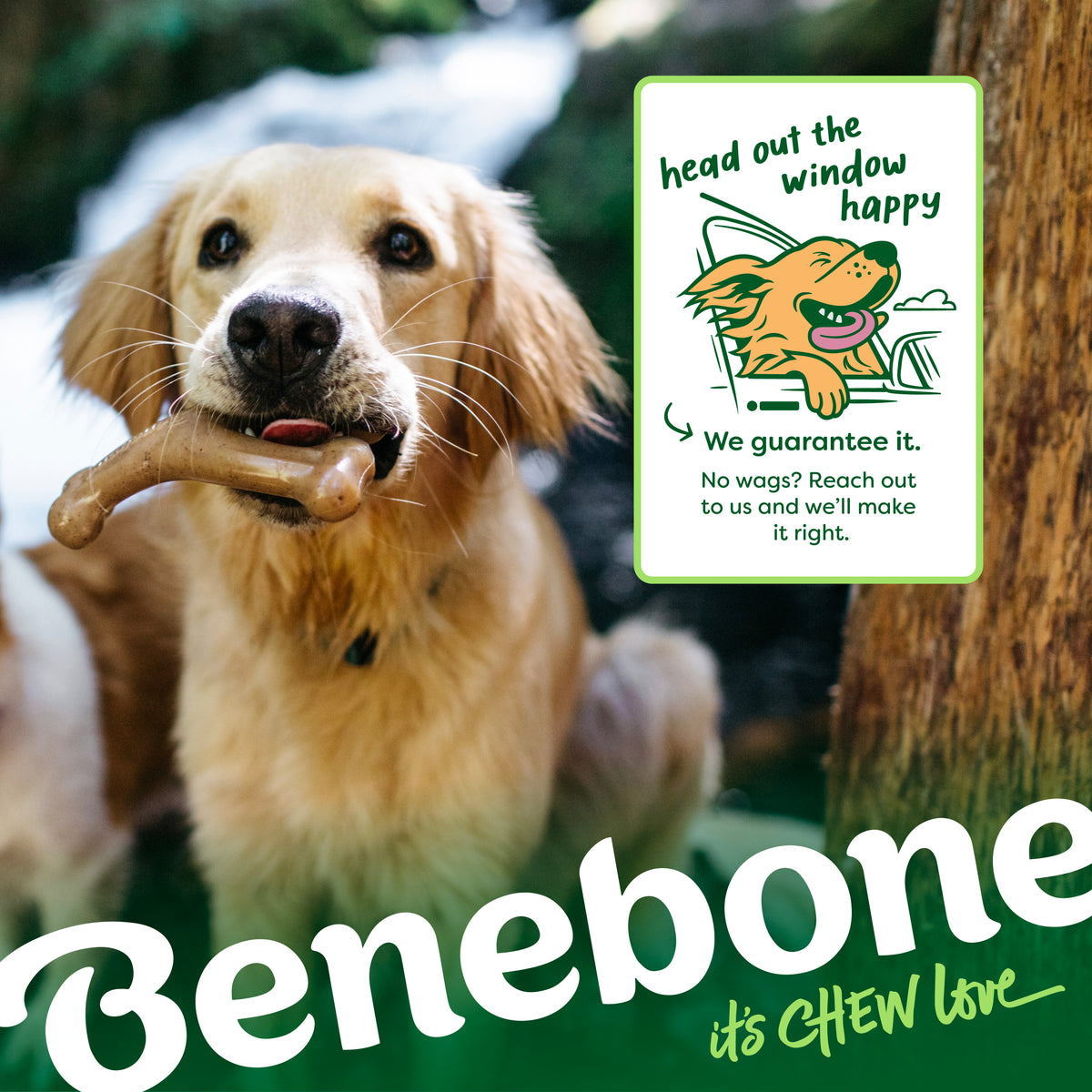 A golden retriever holds a Benebone chew toy in its mouth outside. An illustrated sign reads “head out the window happy.” At the bottom, the brand name Benebone and the slogan “its CHEW love” highlight their Limited Edition Venison Chew Collection (4-Pack), durable dog chew toys crafted to bring joy to every adventure.