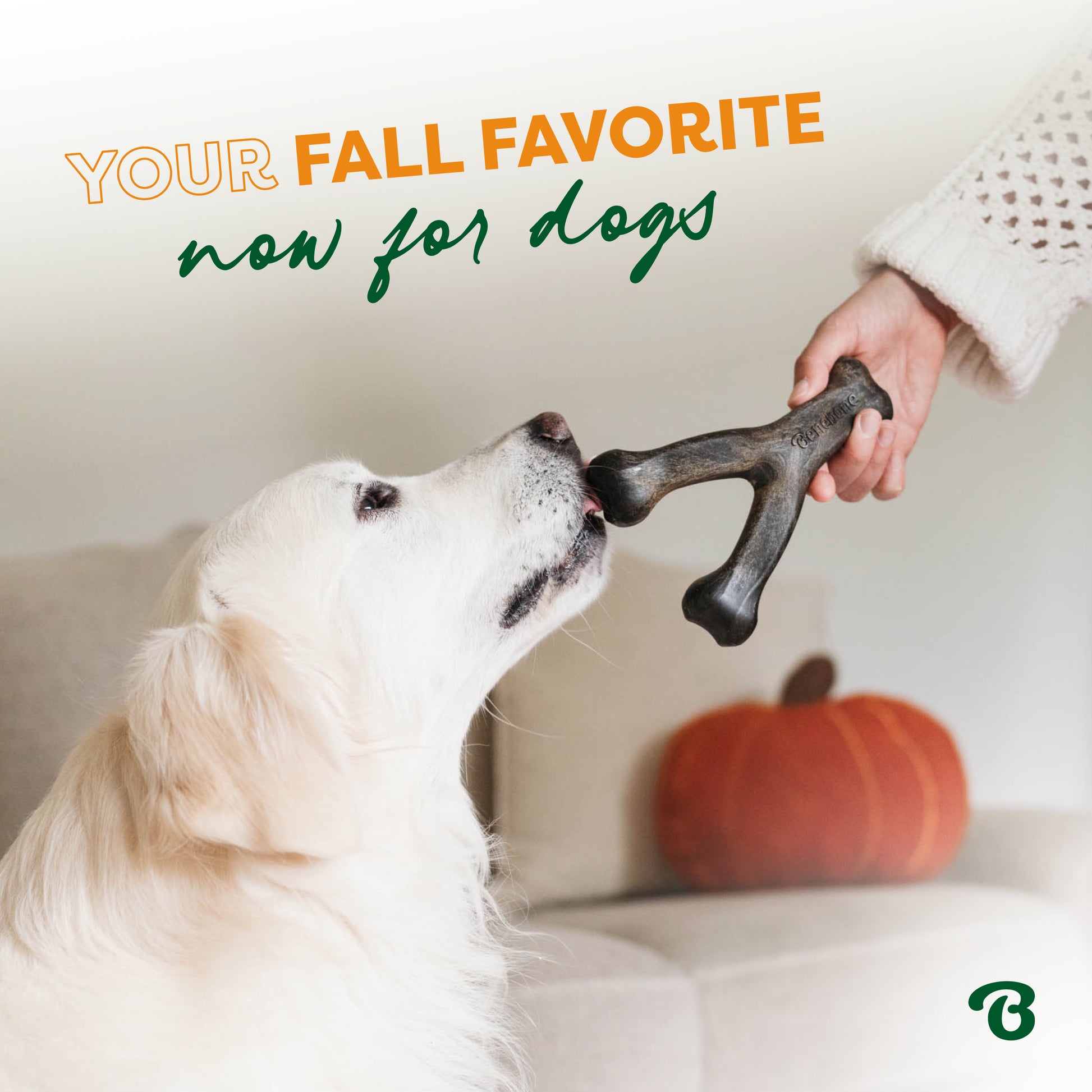 A person gives a golden retriever on the couch a bone-shaped toy from the Benebone Limited Edition Chew Collection (4-Pack), next to an orange pumpkin pillow. Text: Your fall favorite now for dogs.