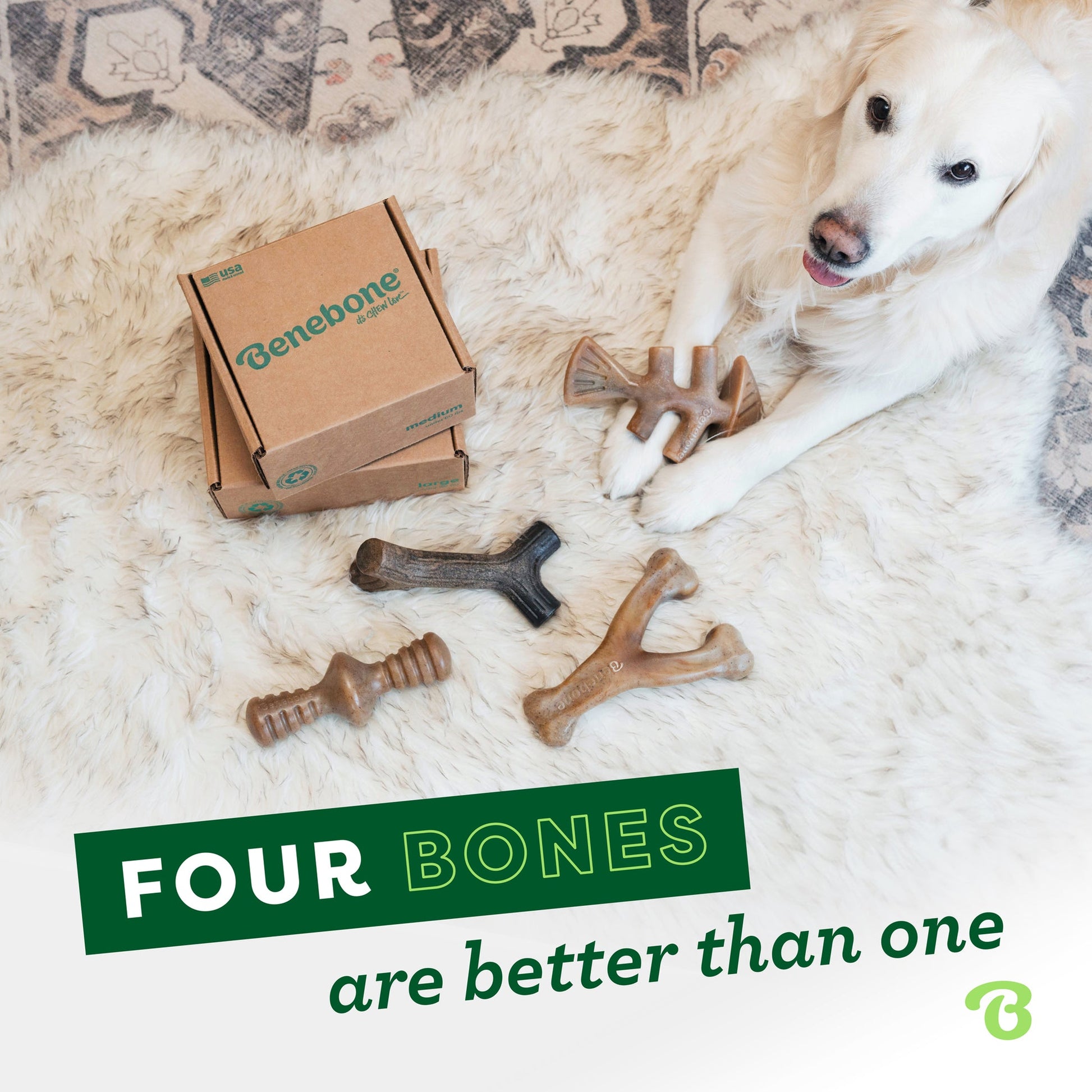 A white dog lies on a fluffy rug with four bone-shaped chews and two stacked Benebone boxes. Text: Limited Edition Pumpkin Spice Chew Collection (4-Pack) from Benebone—durable fun for your pup!.