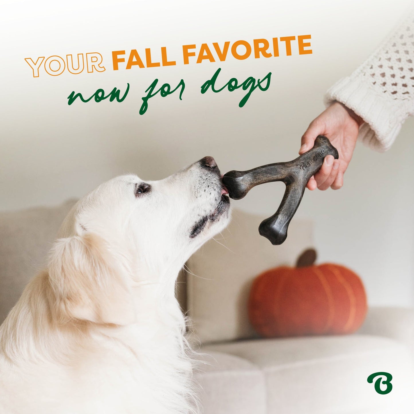 A person gives a golden retriever a Benebone Limited Edition Pumpkin Spice Chew indoors. A pumpkin pillow is on the couch behind the dog. Text reads: Your fall favorite now for dogs—Pumpkin Spice Chew Collection (4-Pack).