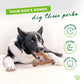 A black and white dog chews on a bone-shaped treat from the Benebone Limited Edition Pumpkin Spice Chew Collection (4-Pack). Text reads, Your dog's gonna dig these perks, with icons for long-lasting, durable, and cleans teeth.