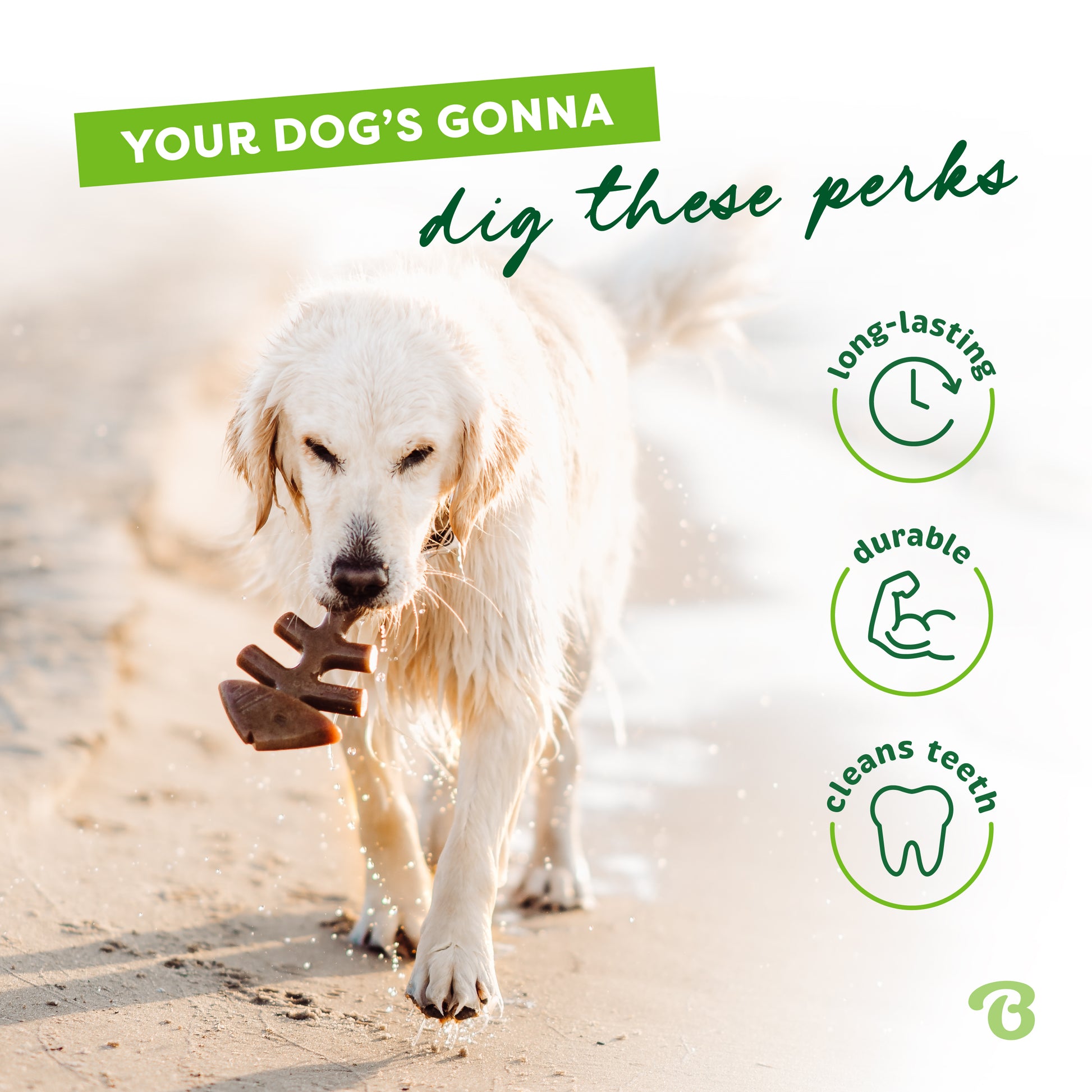 Your dog's gonna dig these perks. Long-lasting, durable, cleans teeth. Golden Retriever carrying a Benebone fishbone on the beach.