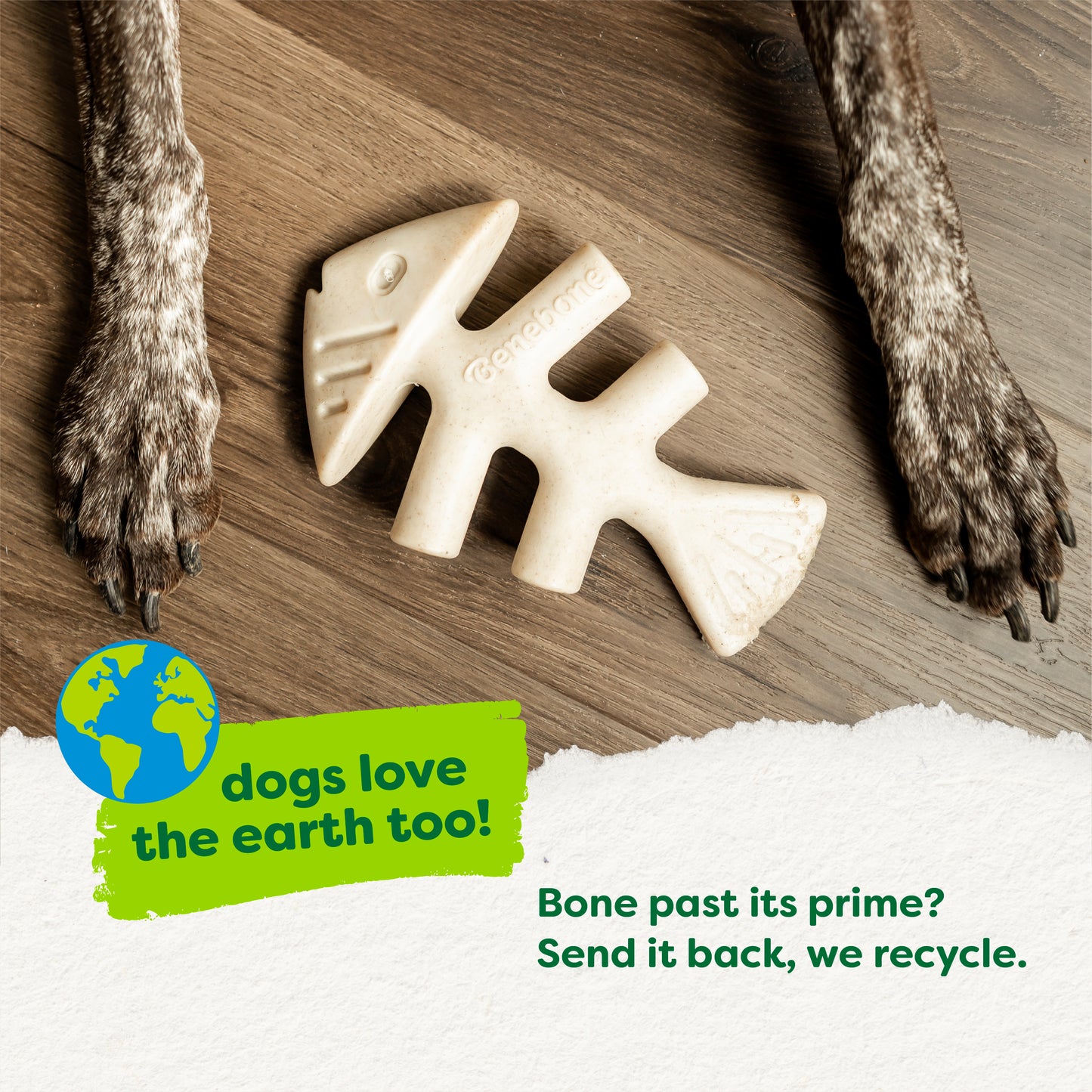 A dog’s front paws frame a white Benebone Green Fishbone chew on a wood floor. The text says, “dogs love the earth too! Bone past its prime? Send it back—Benebone recycles.” A small earth graphic appears by the text.