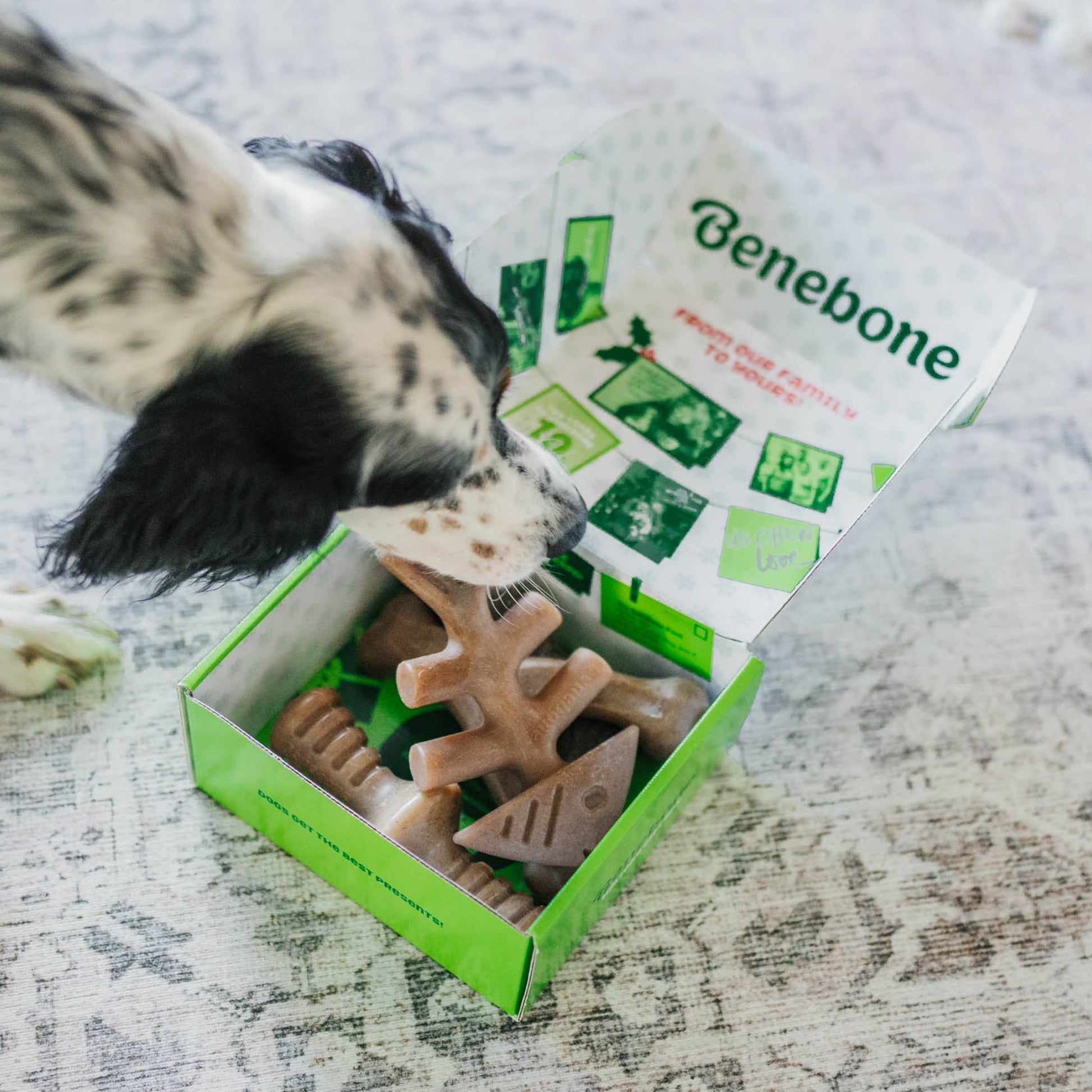 Holiday gift Box and Benebones with dog