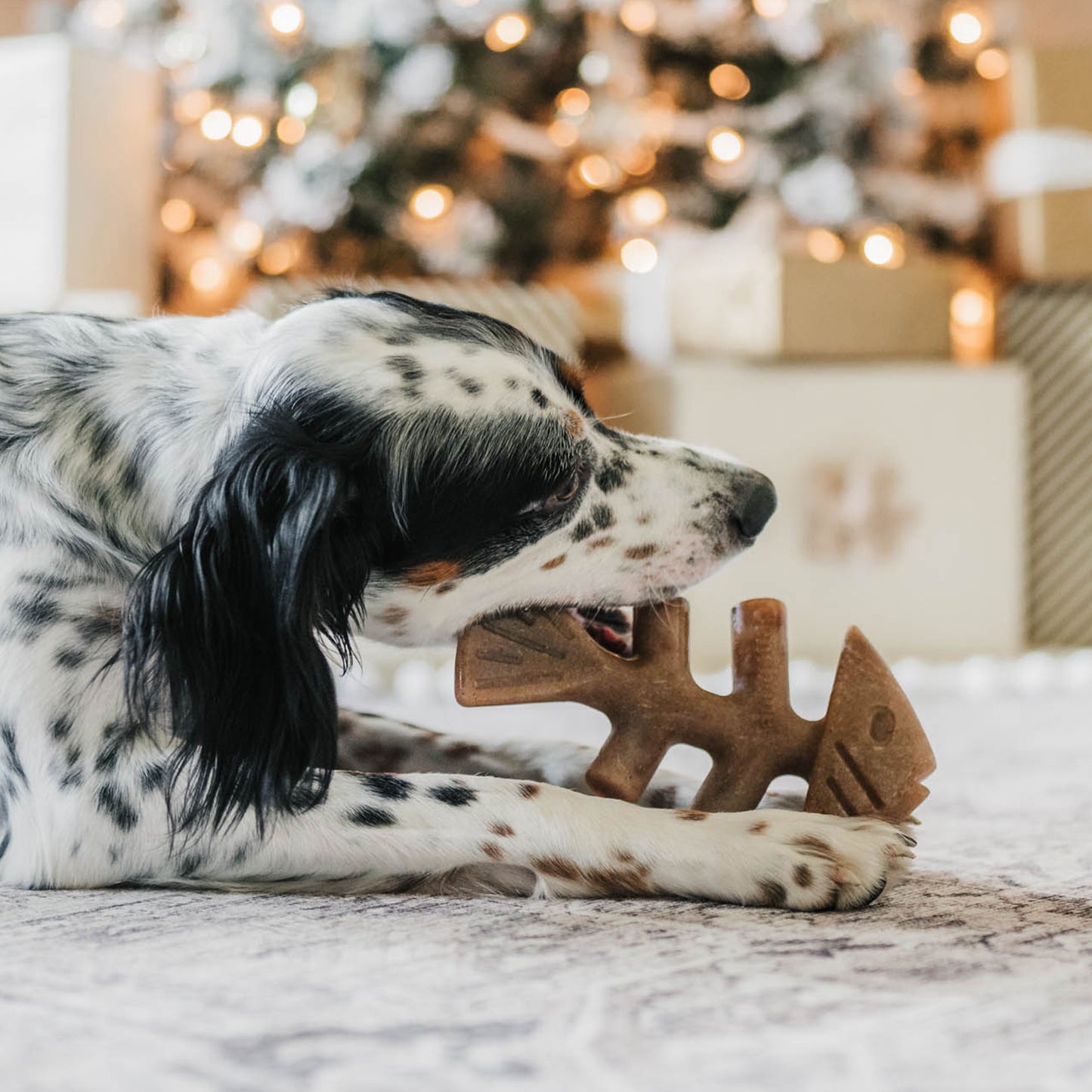 Dog chewing fishbone Benebone