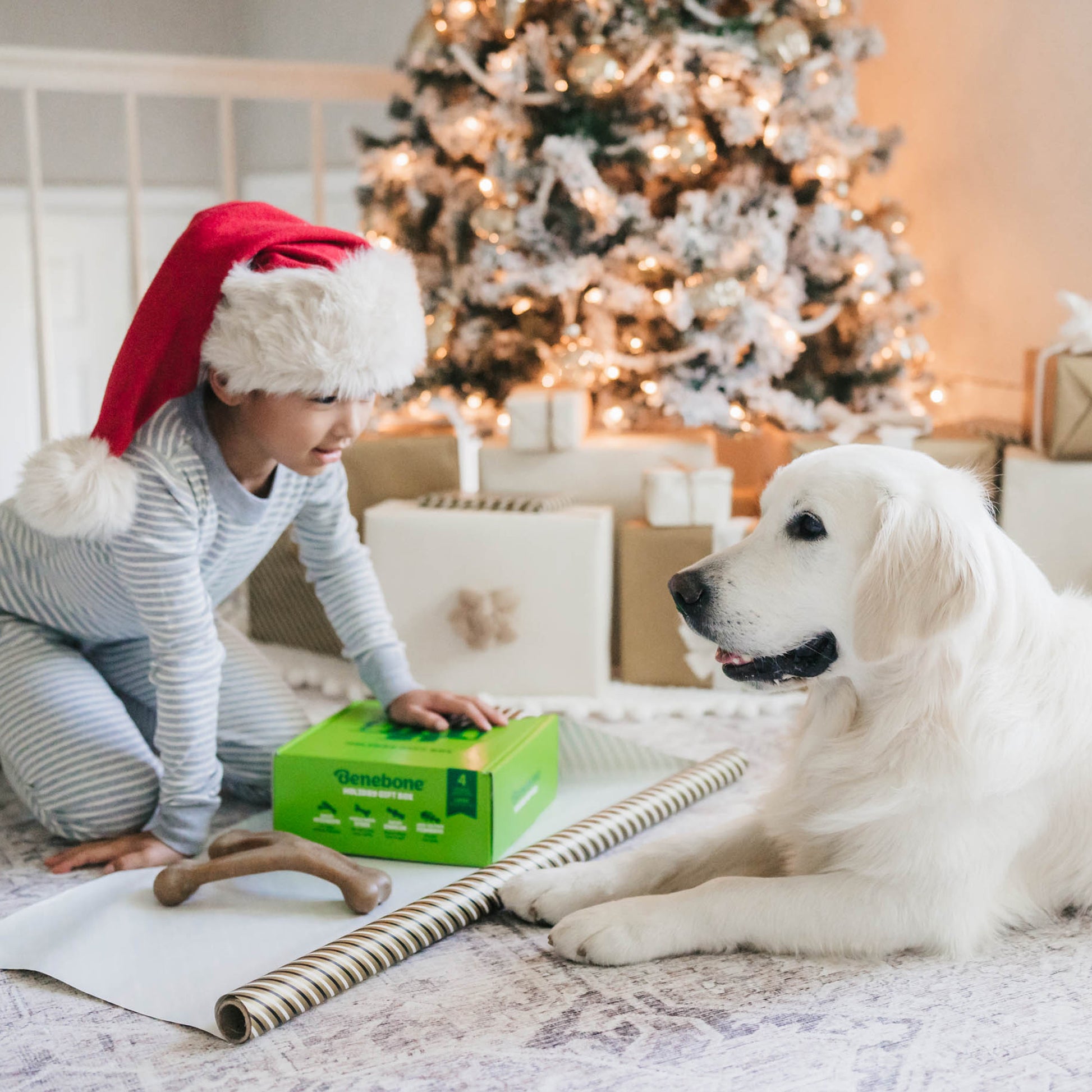 Child with benebone holiday box and dog near christmas tree