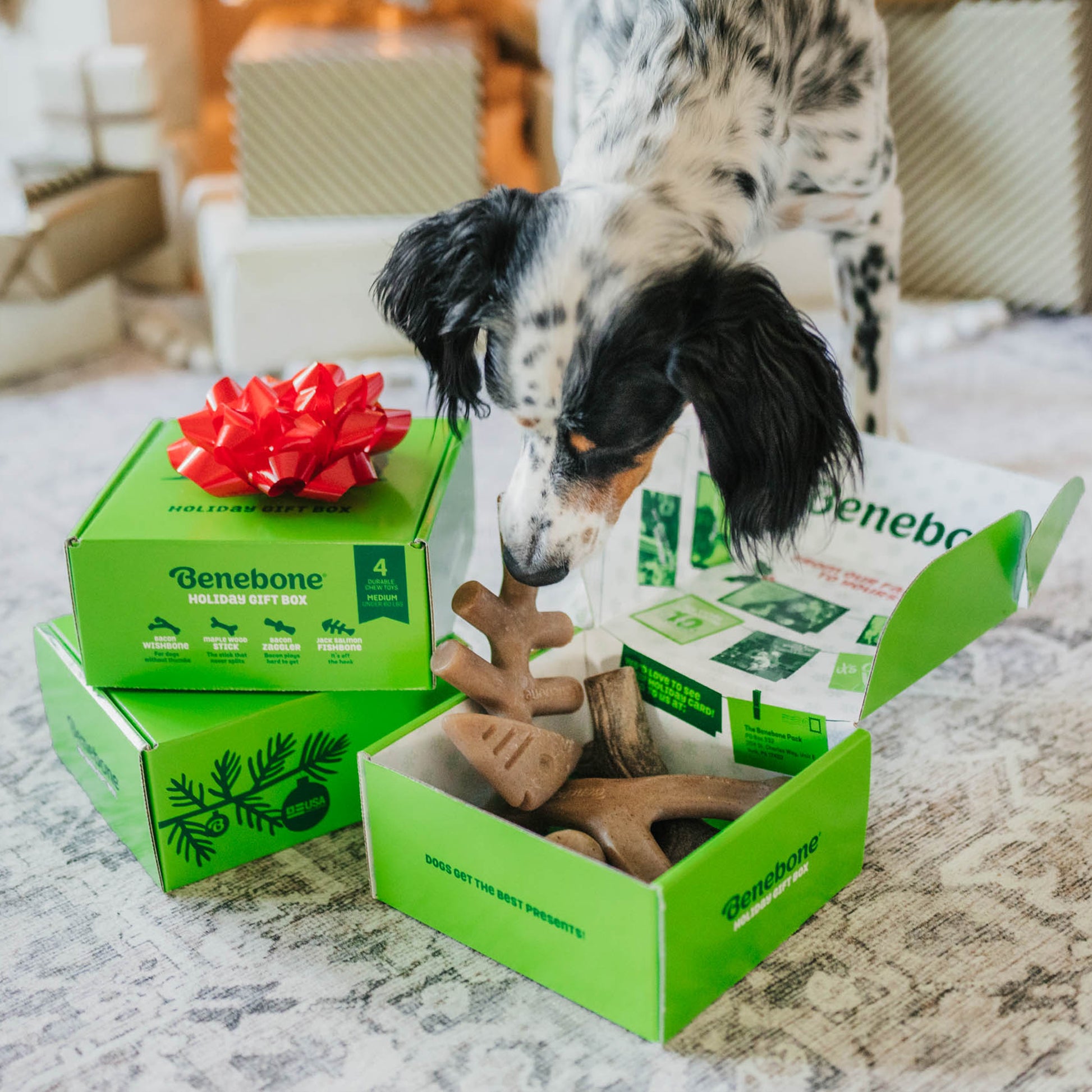 benebone holiday gift boxes and dog