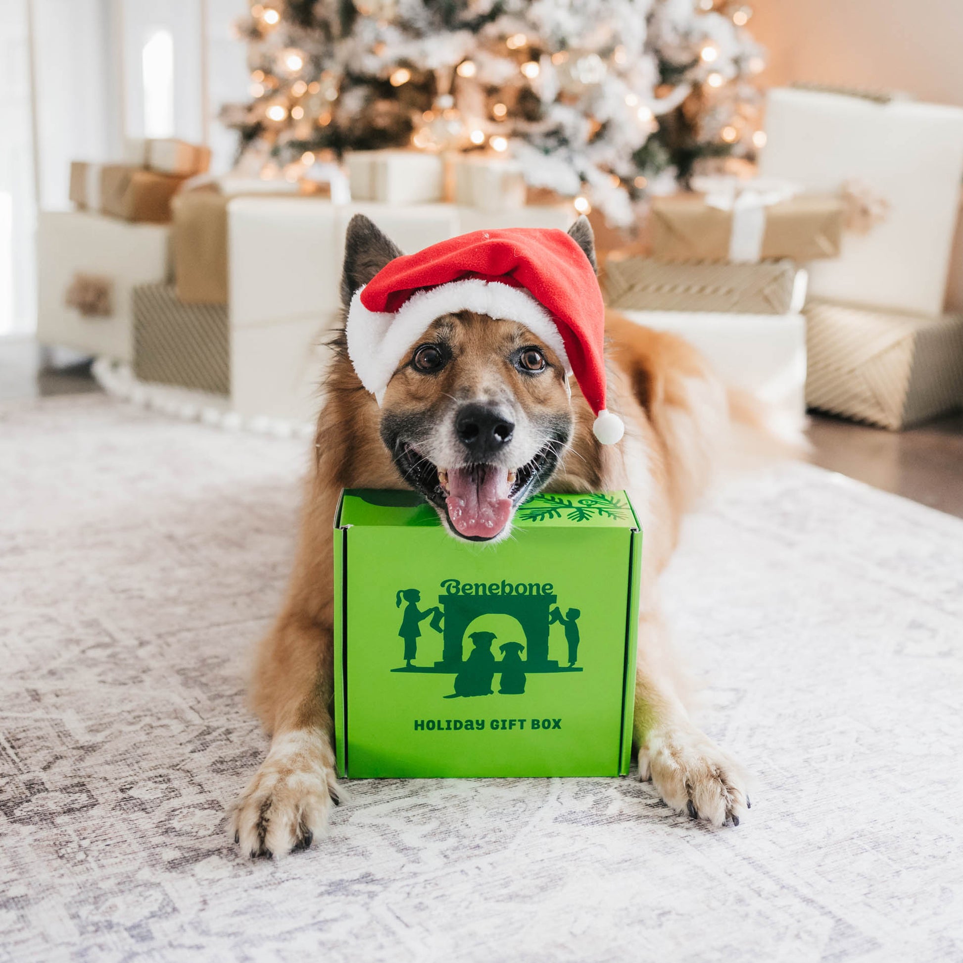 Dog with christmas hat and Benebone holiday gift box