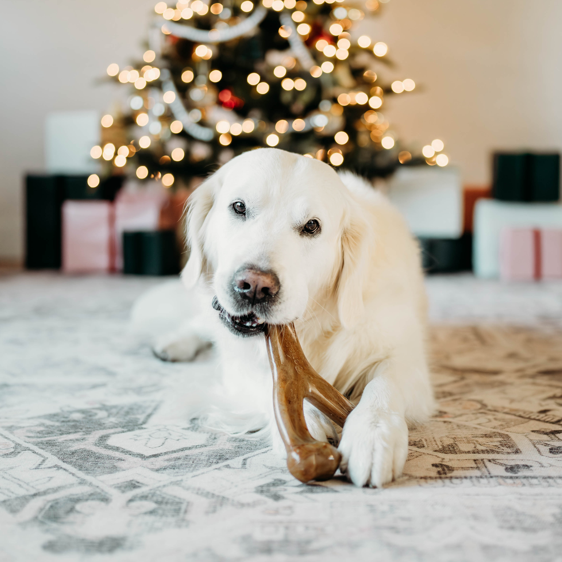 dog chewing Benebone wishbone