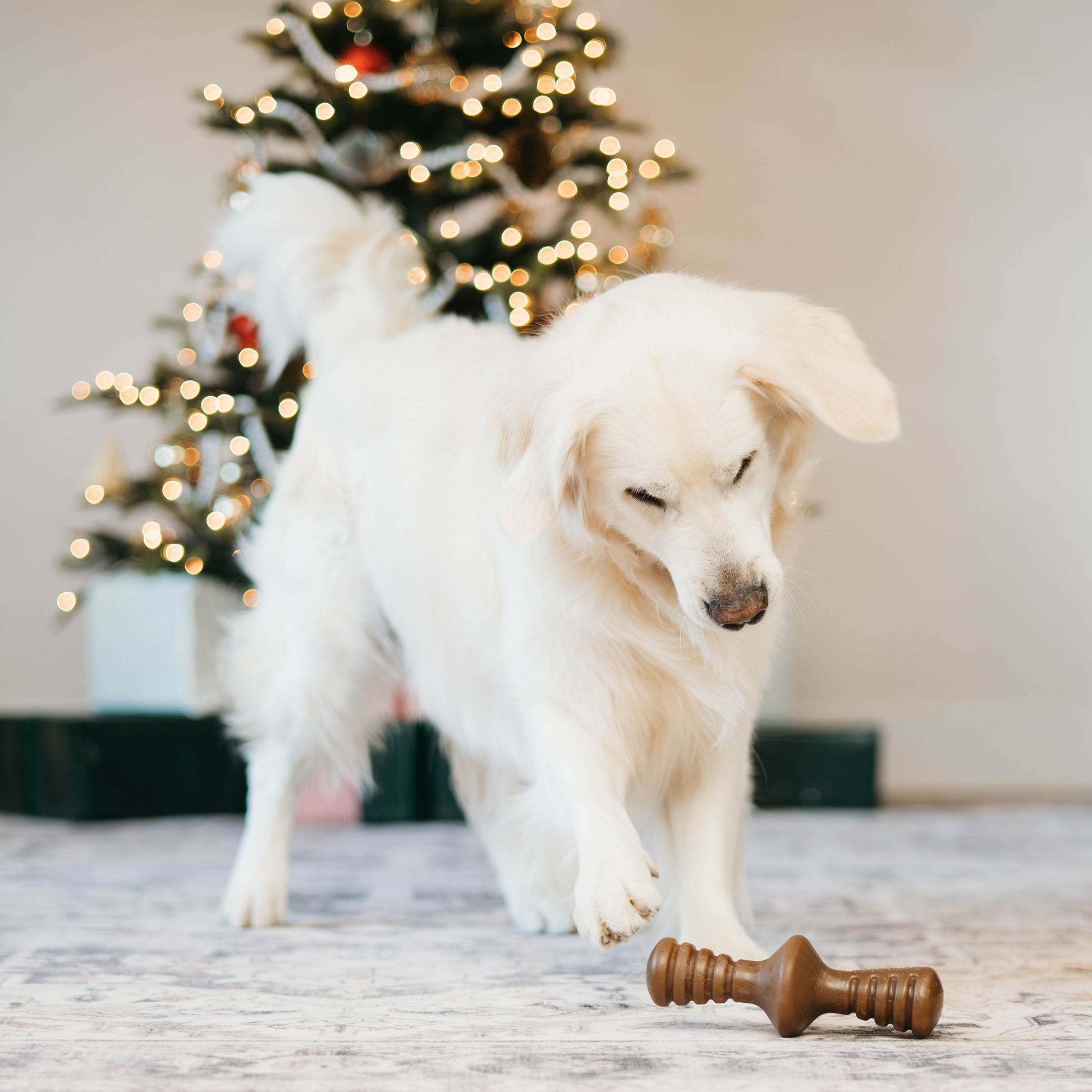 Dog playing with Benebone Zaggler