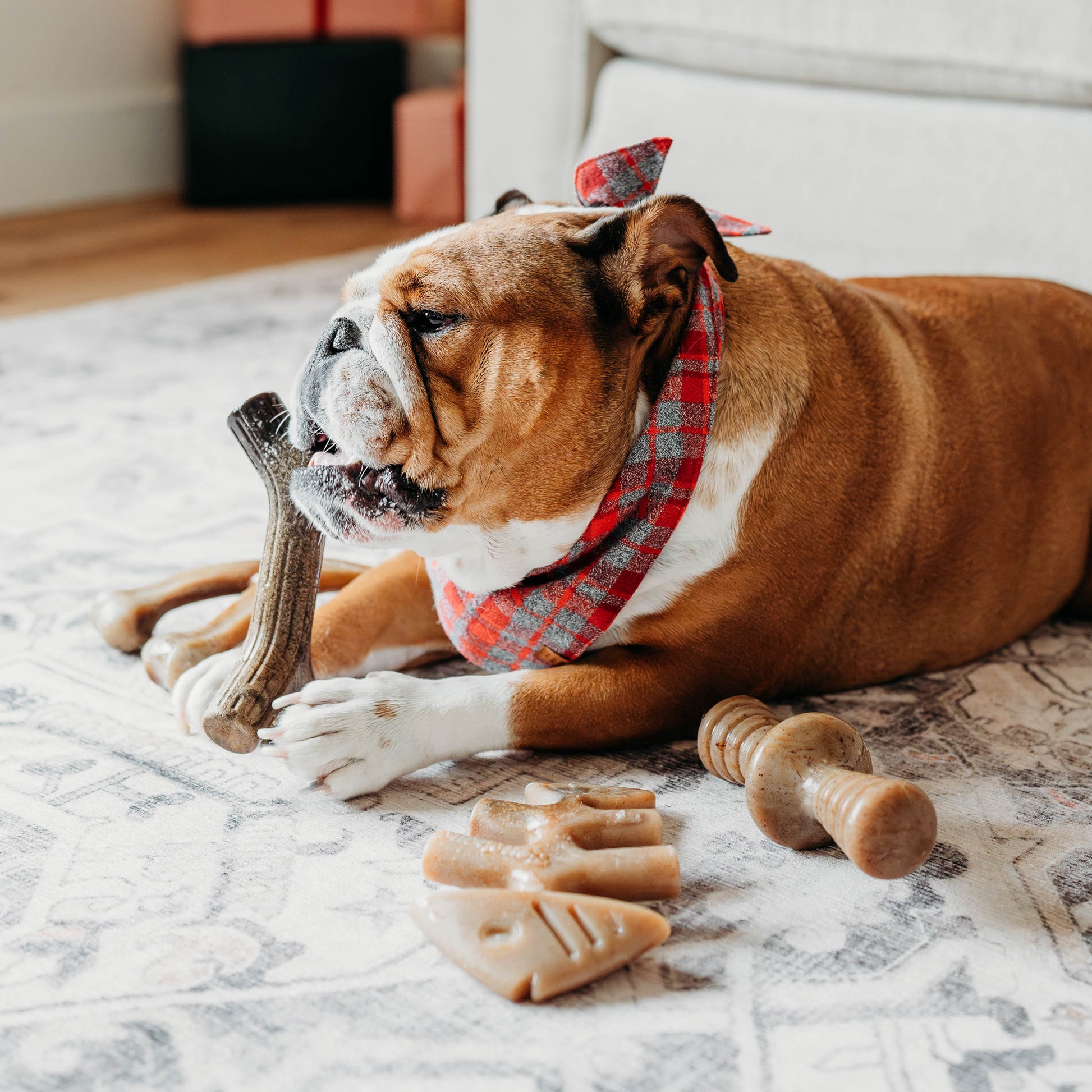 Dog chewing Benebone stick