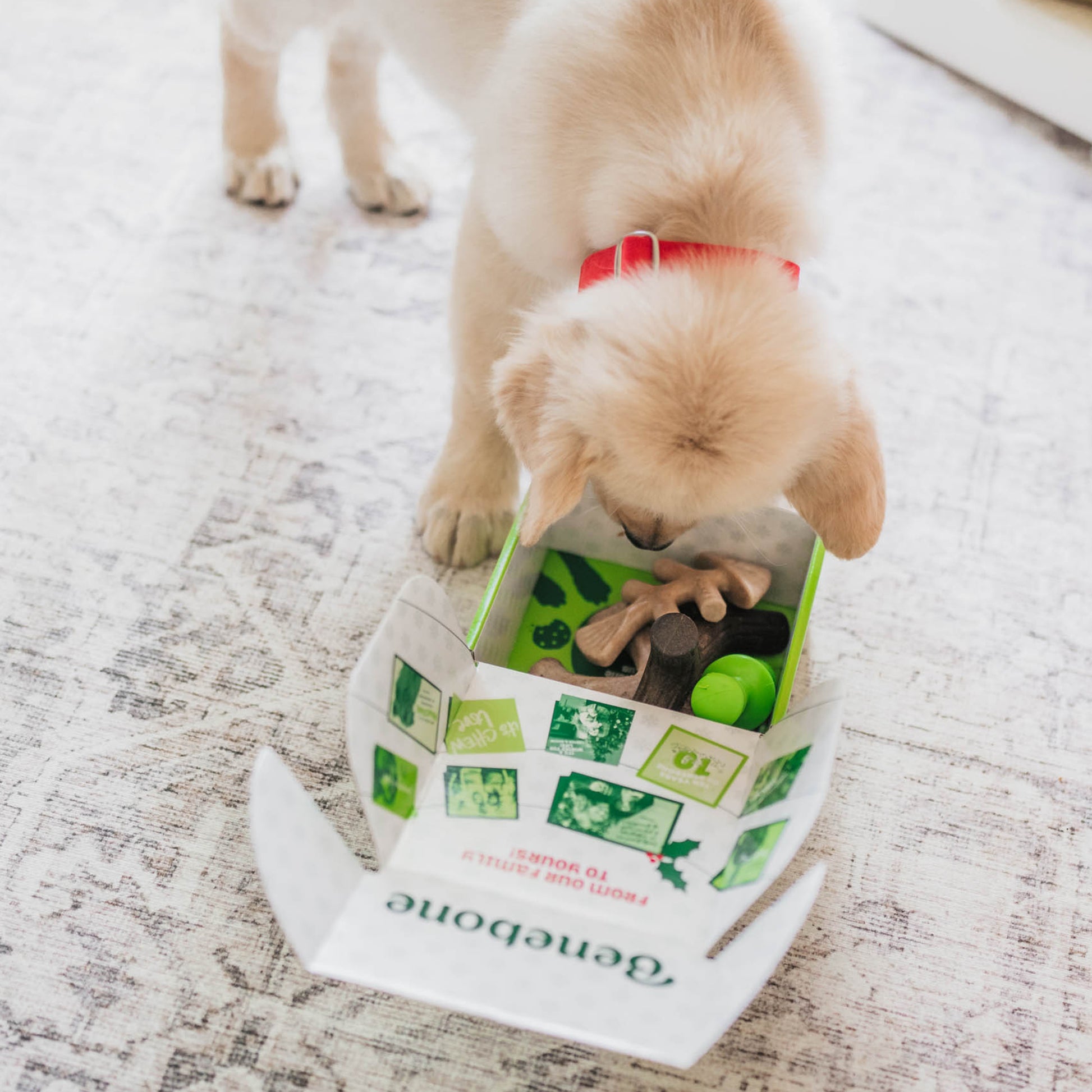 Benebone holiday gift box