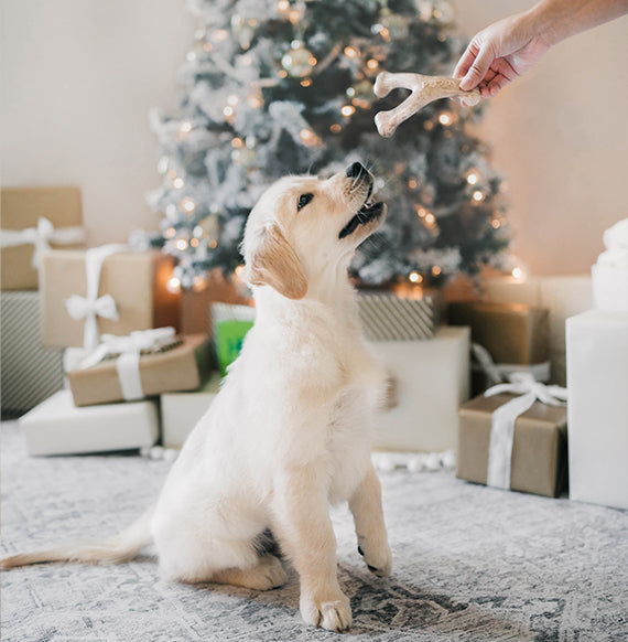 Dog and Wishbone Benebone