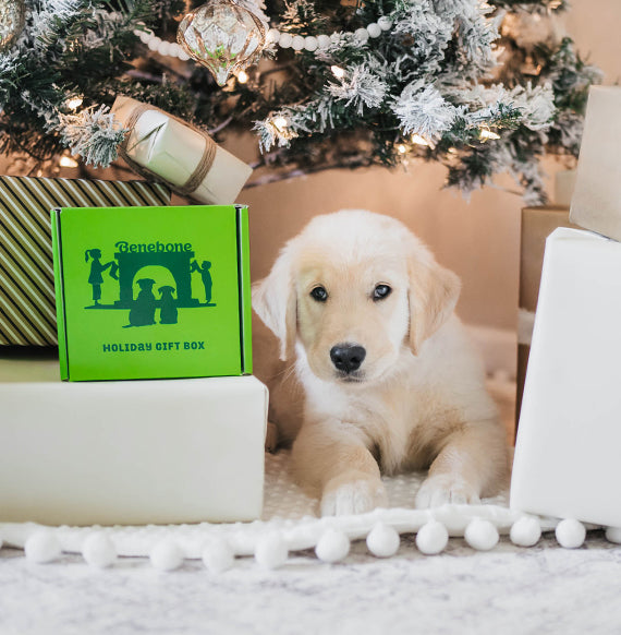 Dog with Benebone holiday gift box