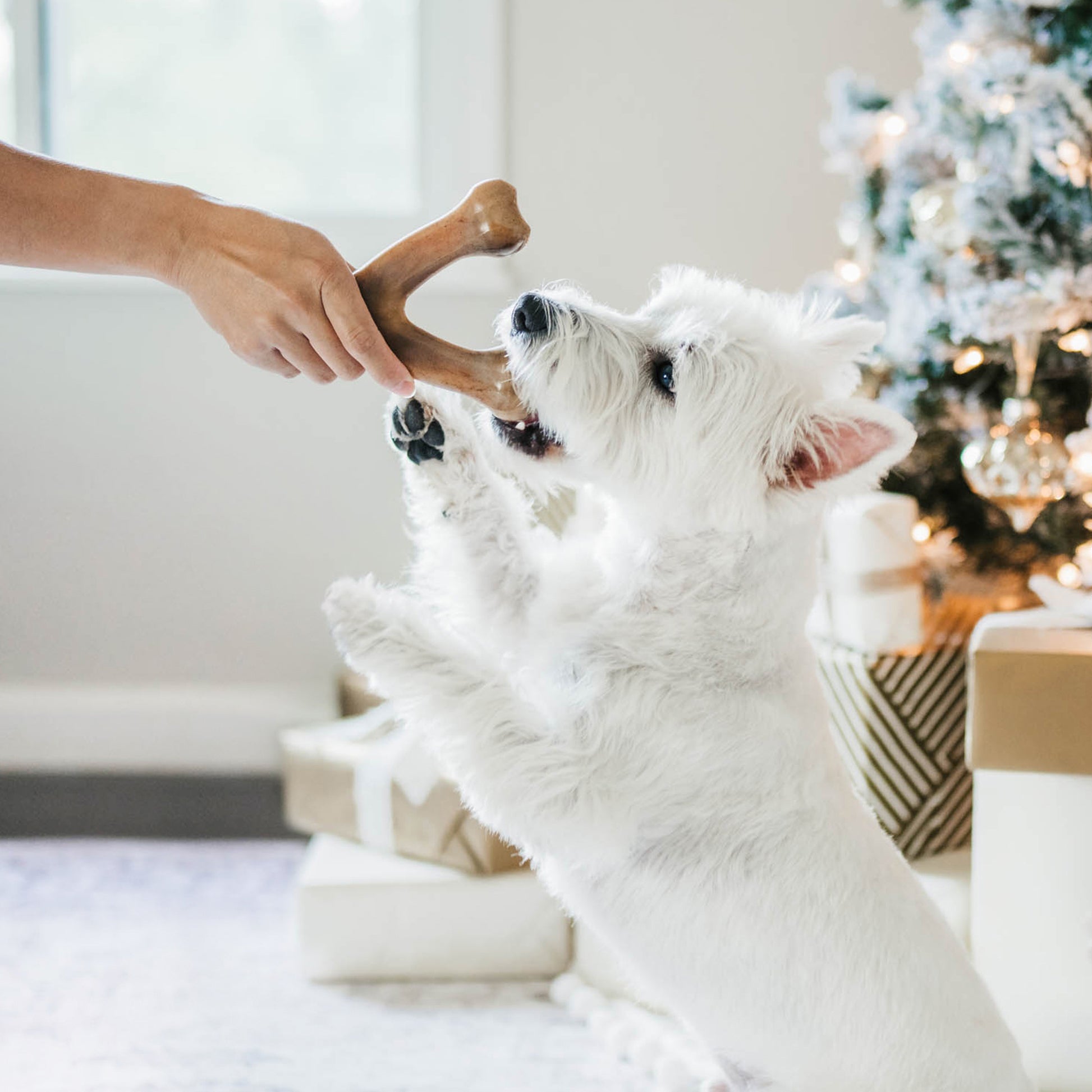 dog with  wishbone Benebone