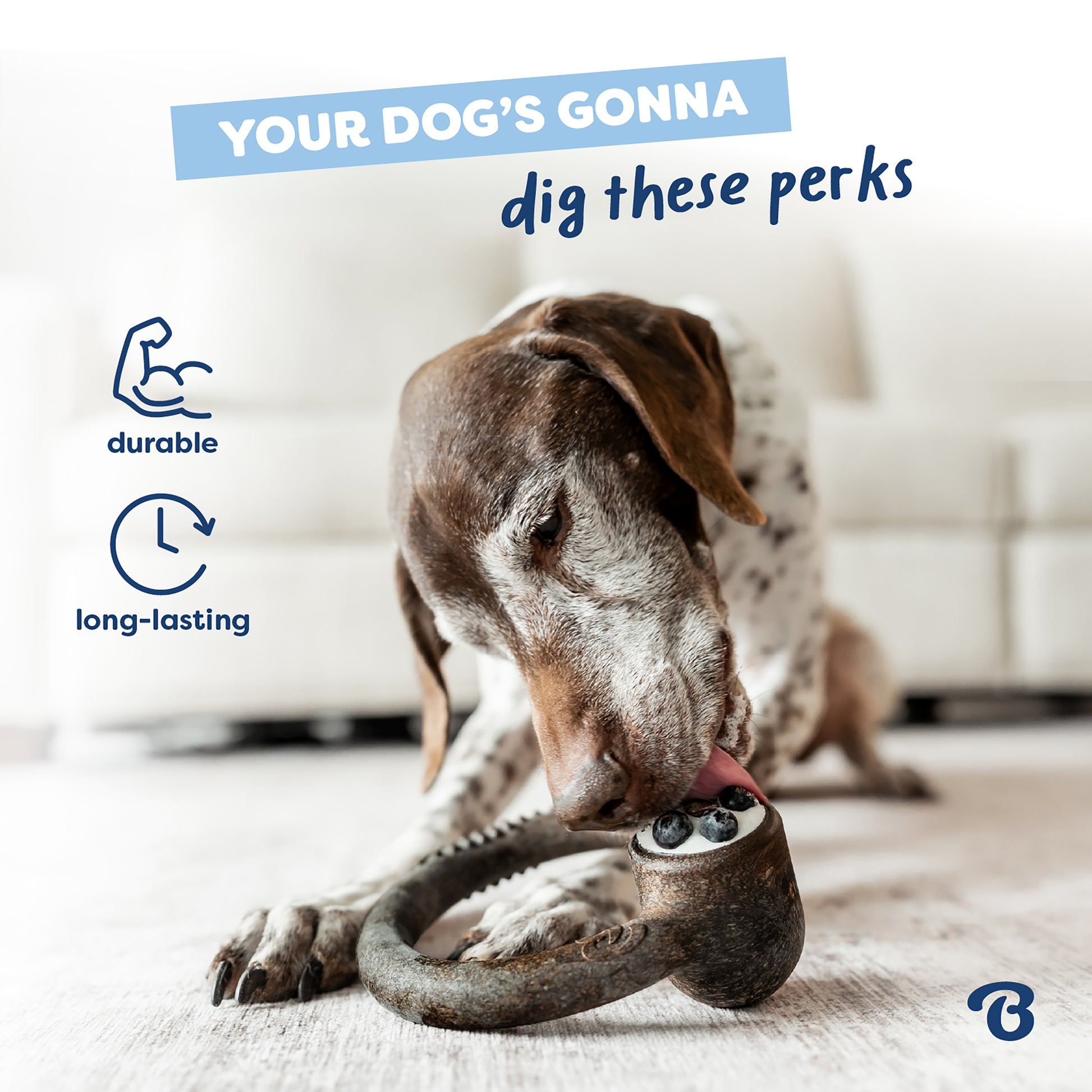 A brown and white dog chews on a Benebone Blueberry Ring, a blueberry flavored chew toy, indoors. Text reads “Your dog’s gonna dig these perks” with icons for durability and long-lasting use. A white sofa is in the background.