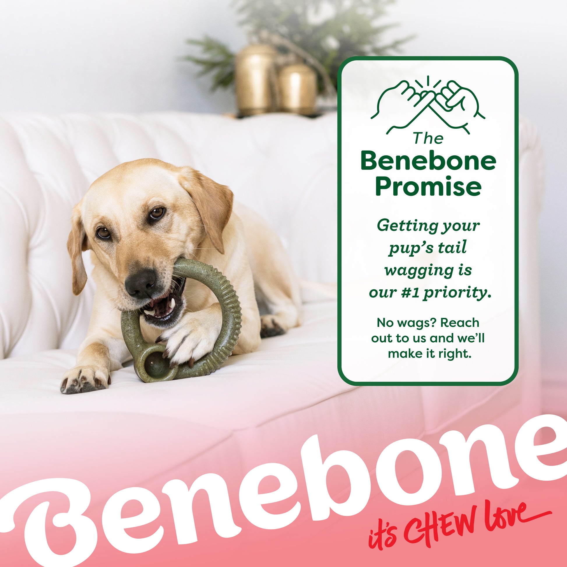 A yellow Labrador chews a Benebone Peppermint Ring on a white couch beside a sign: The Benebone Promise: Getting your pup’s tail wagging is our #1 priority. The Benebone logo appears at the bottom.