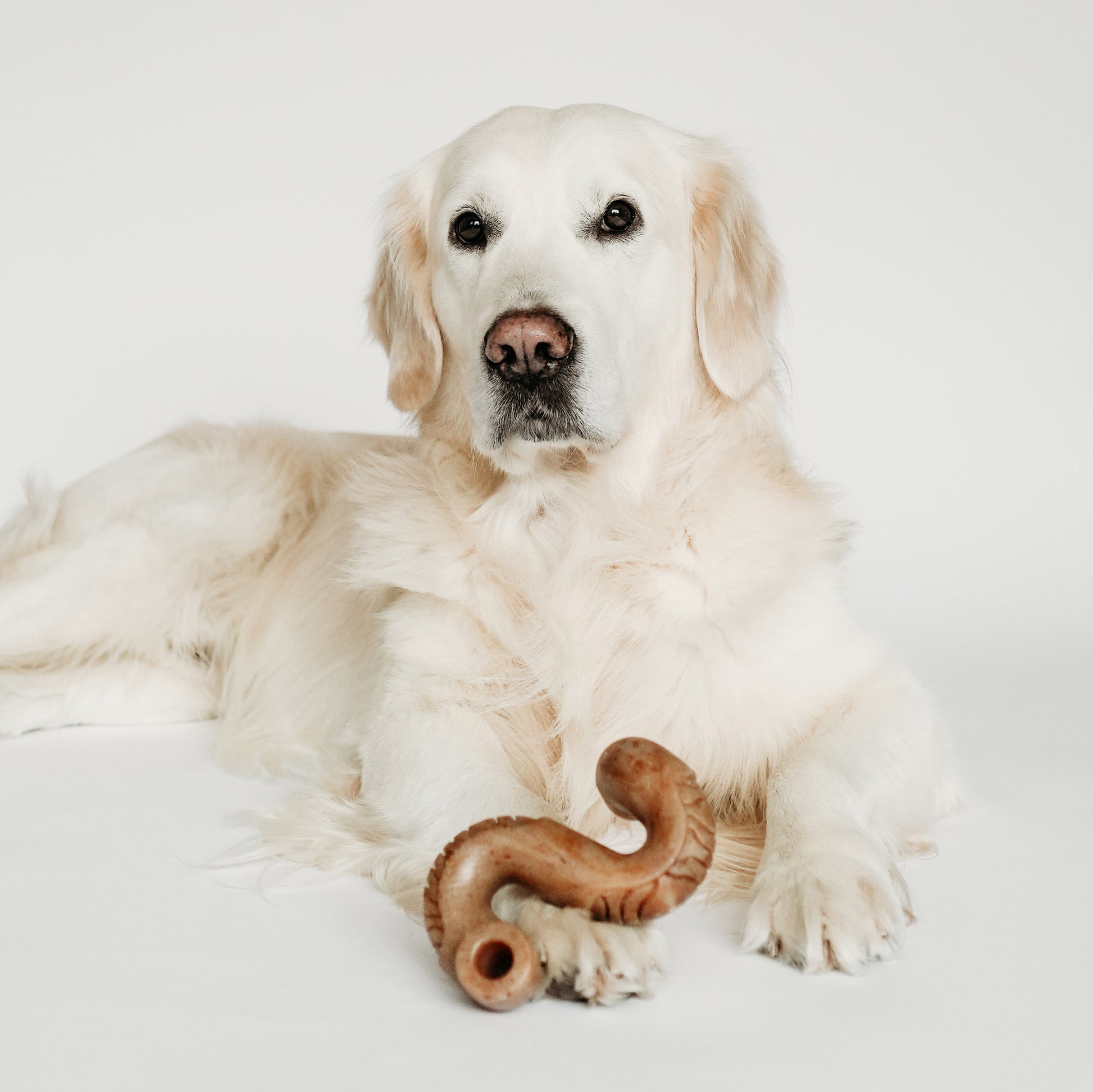 Tripe Bone Benebone with Dog