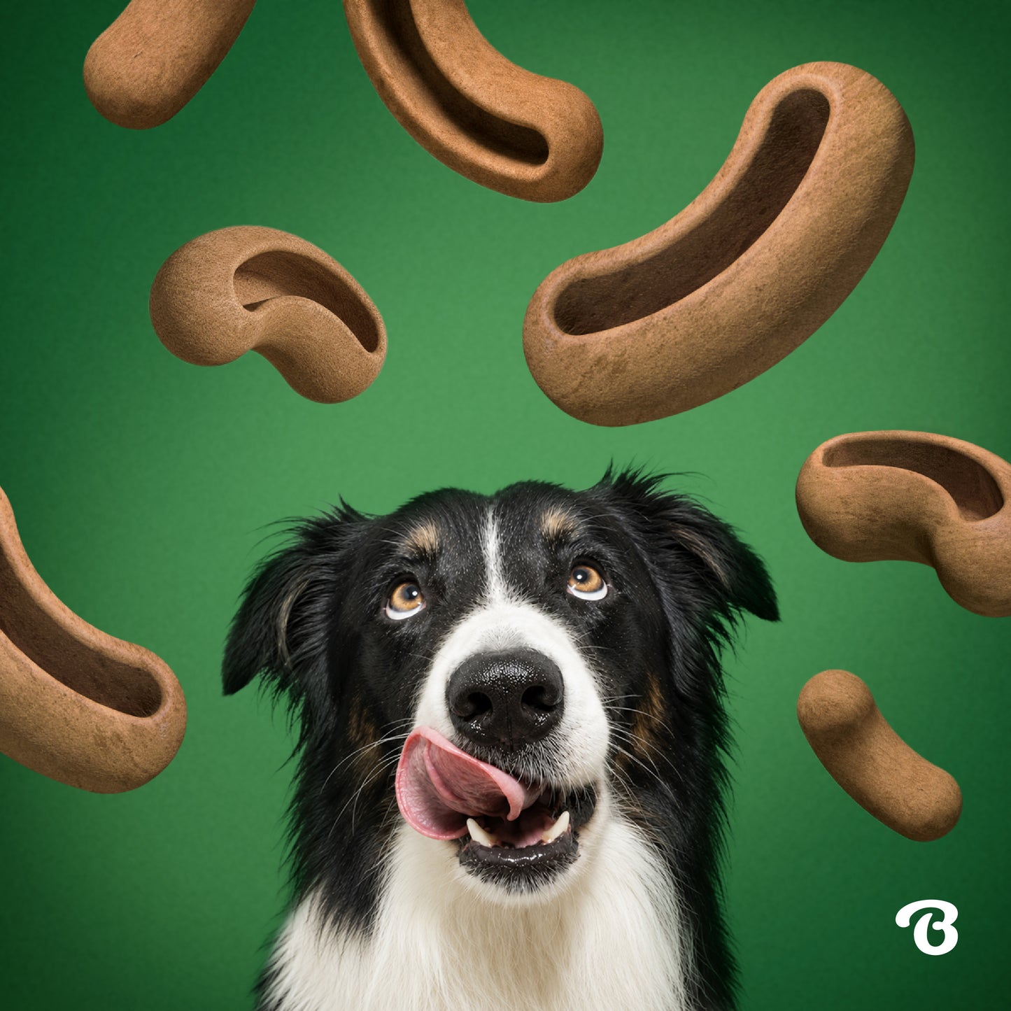 A black and white dog licks its lips as brown, curved dog treats float above its head on a green background, capturing playful moments with interactive dog toys and the irresistible allure of Benebone’s Treat Pod for Tongue Twister.